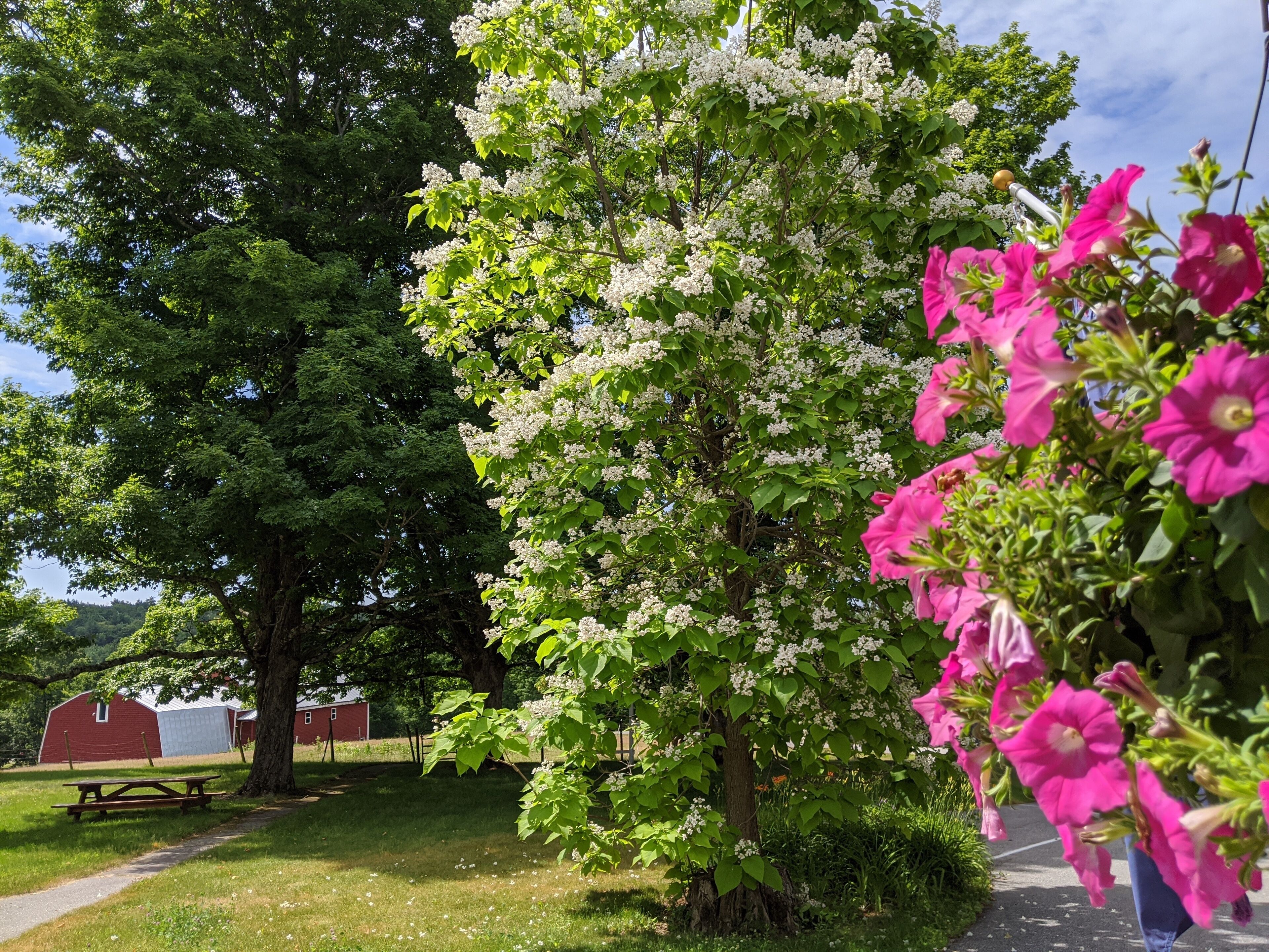 Een boom met witte bloesems en roze bloemen, een picknicktafel en een rode schuur op de achtergrond.