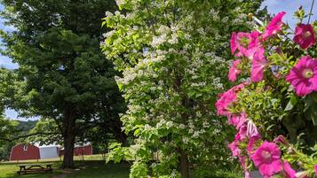 Een boom met witte bloesems en roze bloemen, een picknicktafel en een rode schuur op de achtergrond.