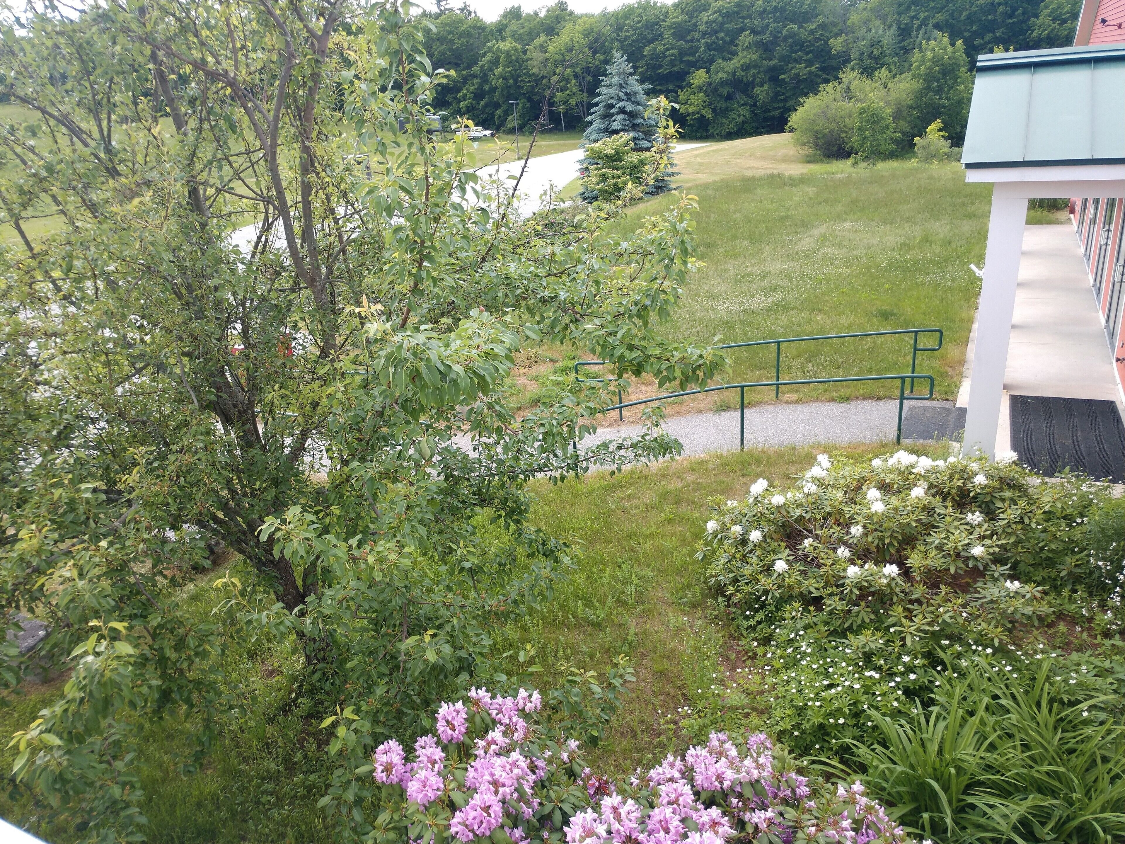 A view of a lush garden with various plants and flowers, a pathway, and a building with a green roof.