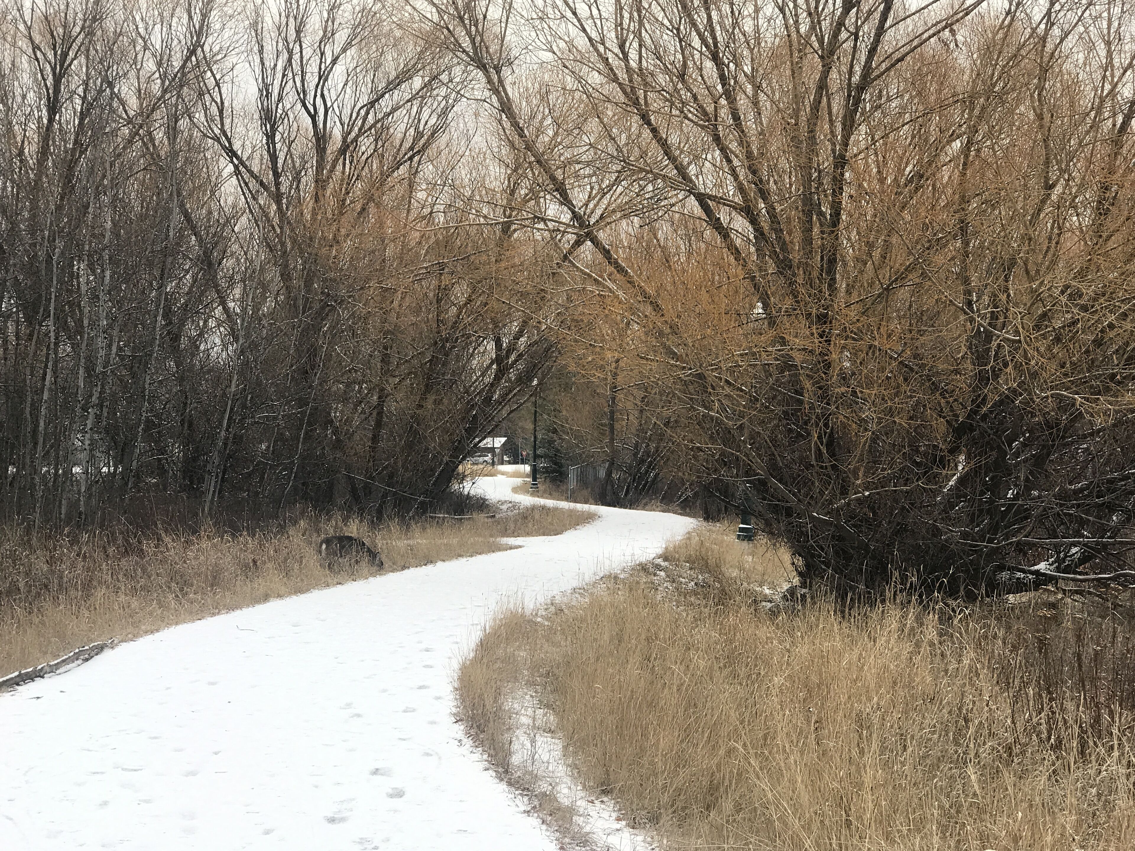 Un sendero cubierto de nieve en un área boscosa.