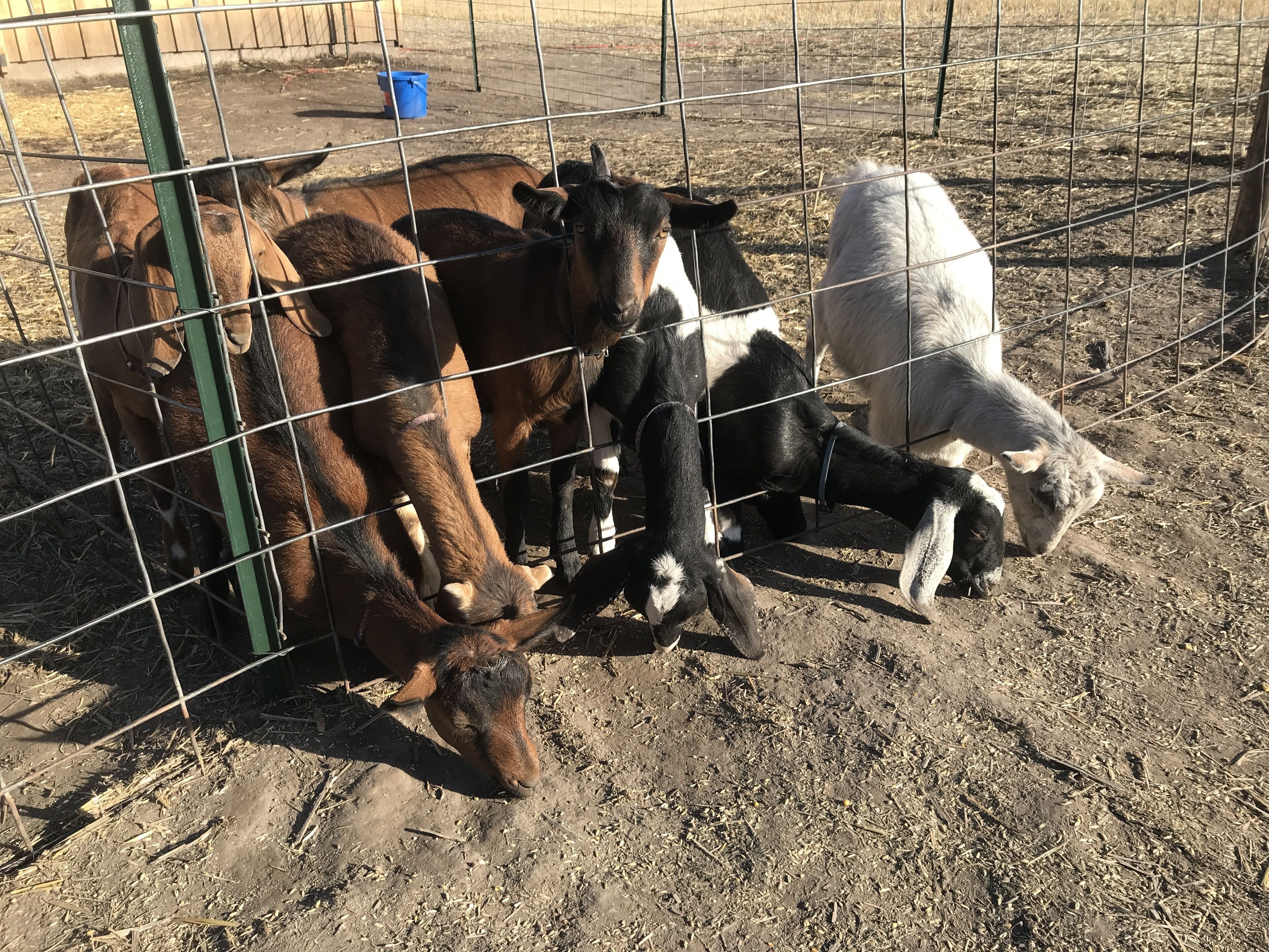 Un espace clôturé où se trouvent plusieurs vaches.