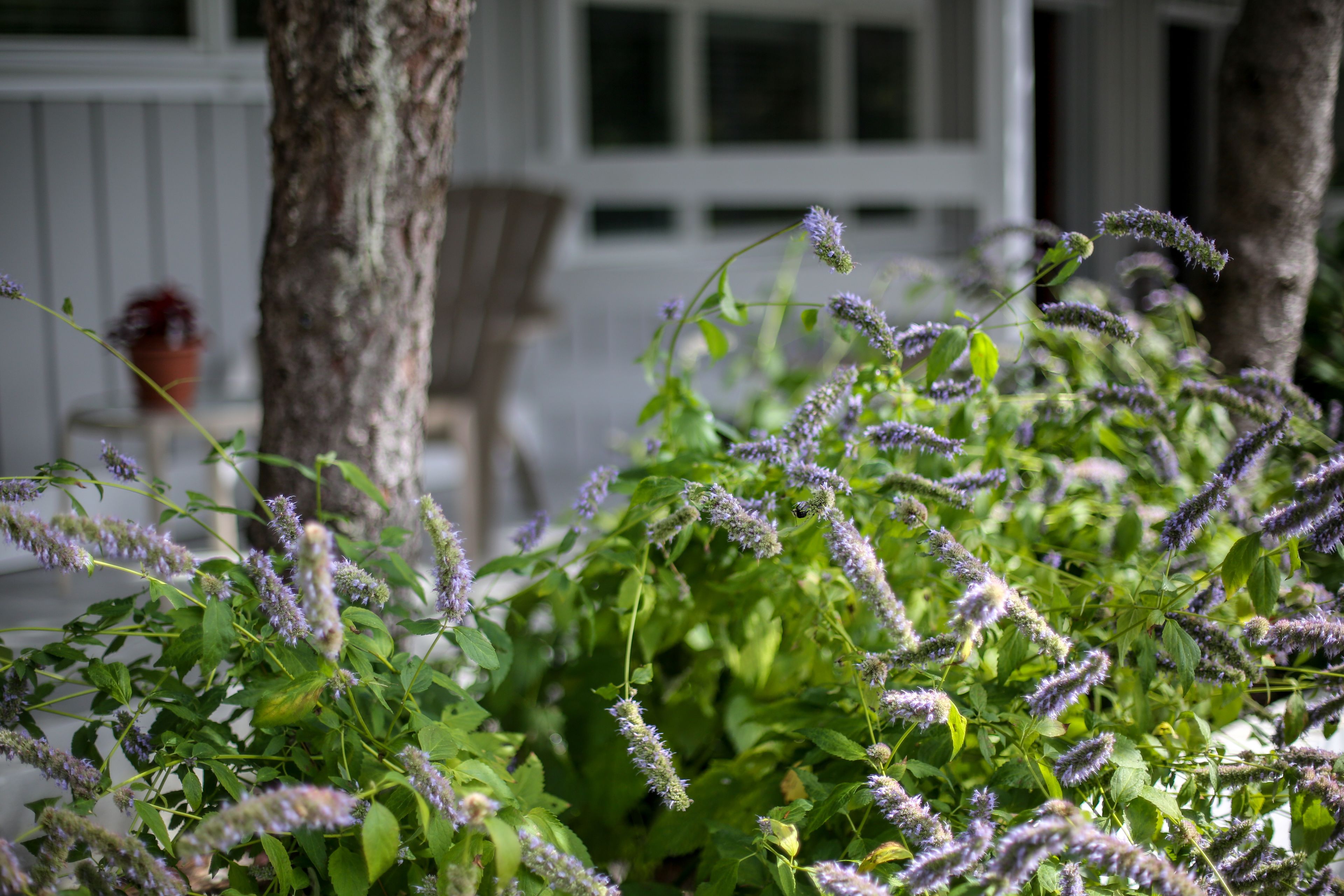 A garden with purple flowers and a white building in the background.
