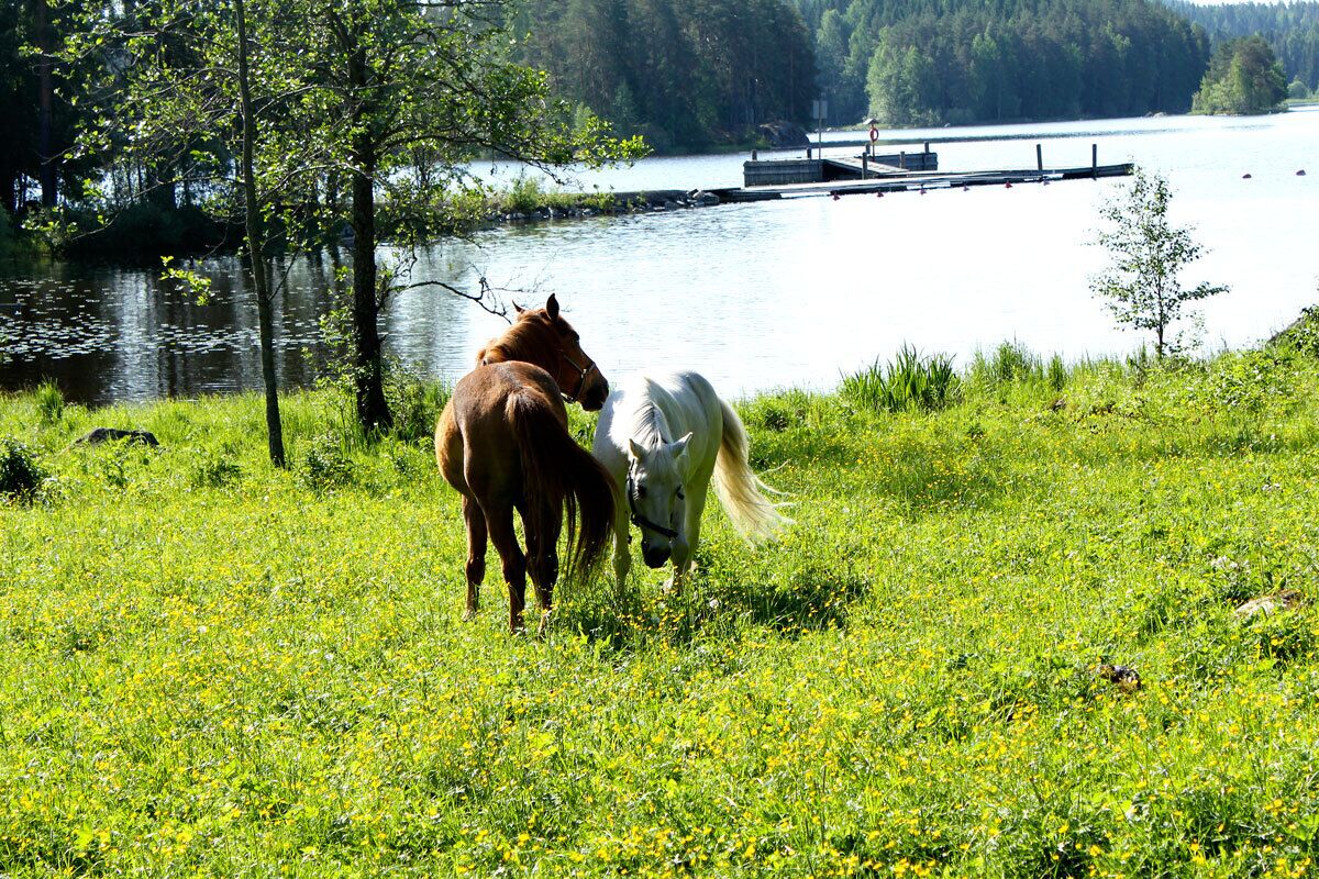 A grassy area with two horses near a body of water and a dock.