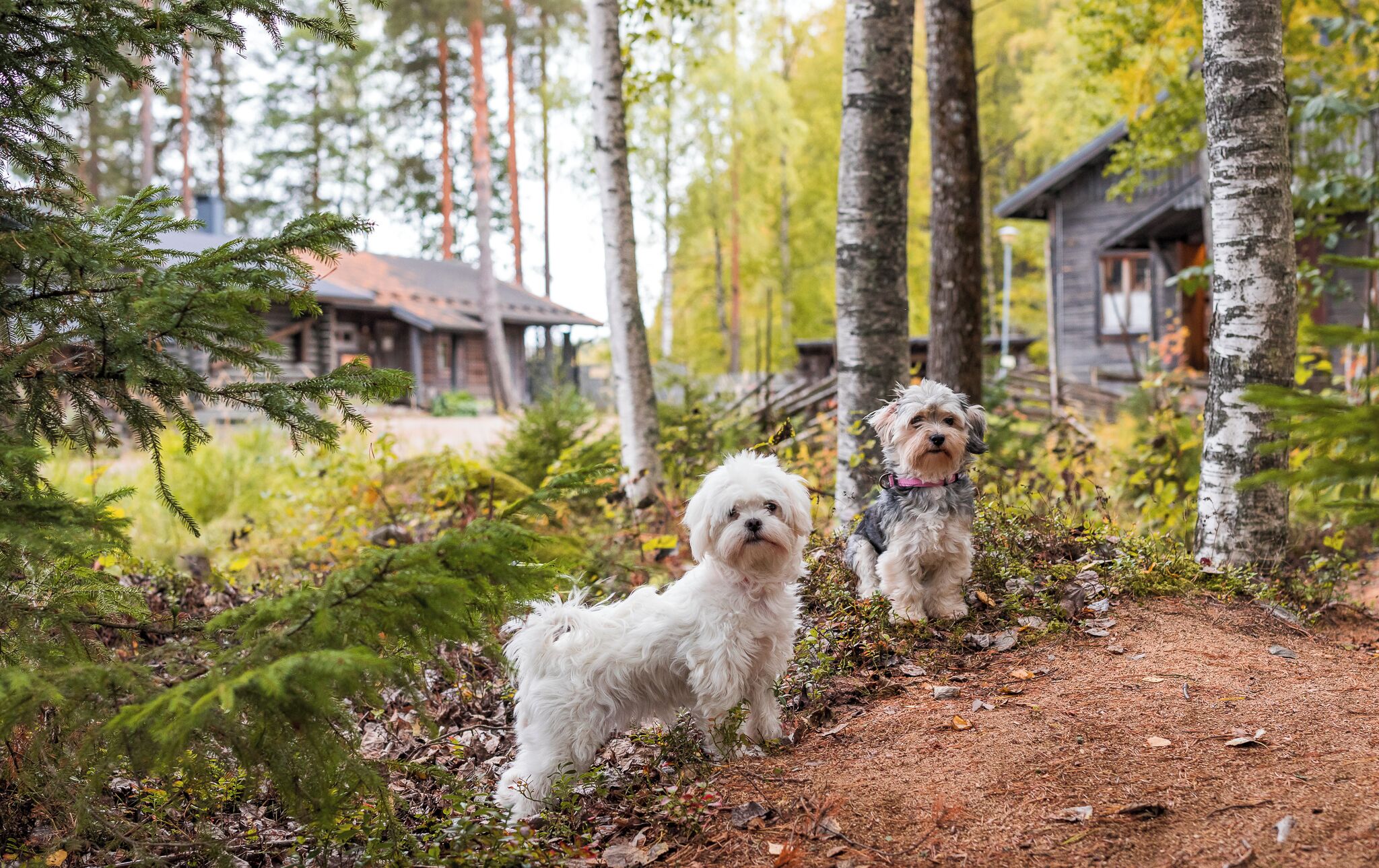 Two dogs in a forested area with a cabin in the background.