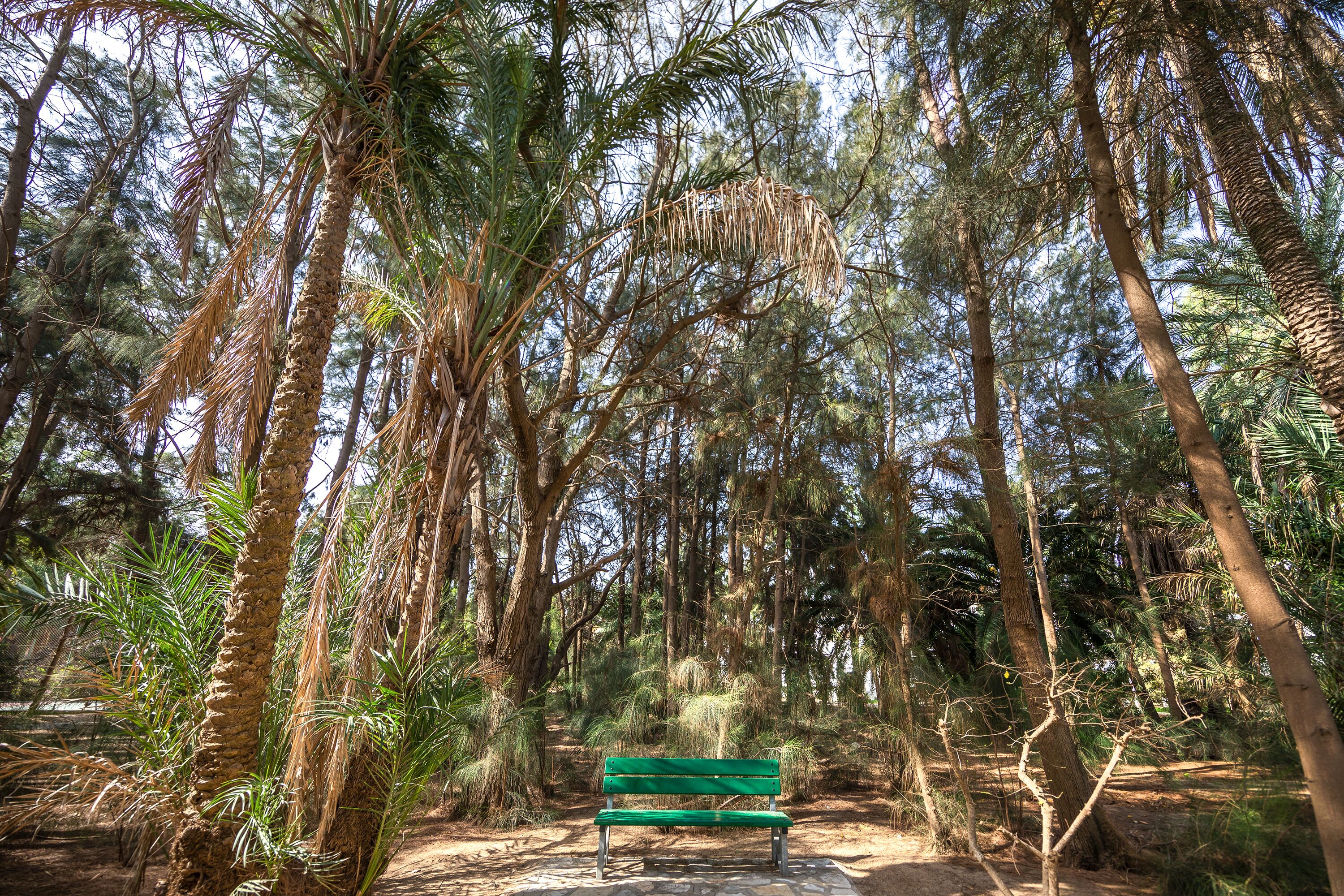 A green bench in a forested area with tall trees and dense foliage.