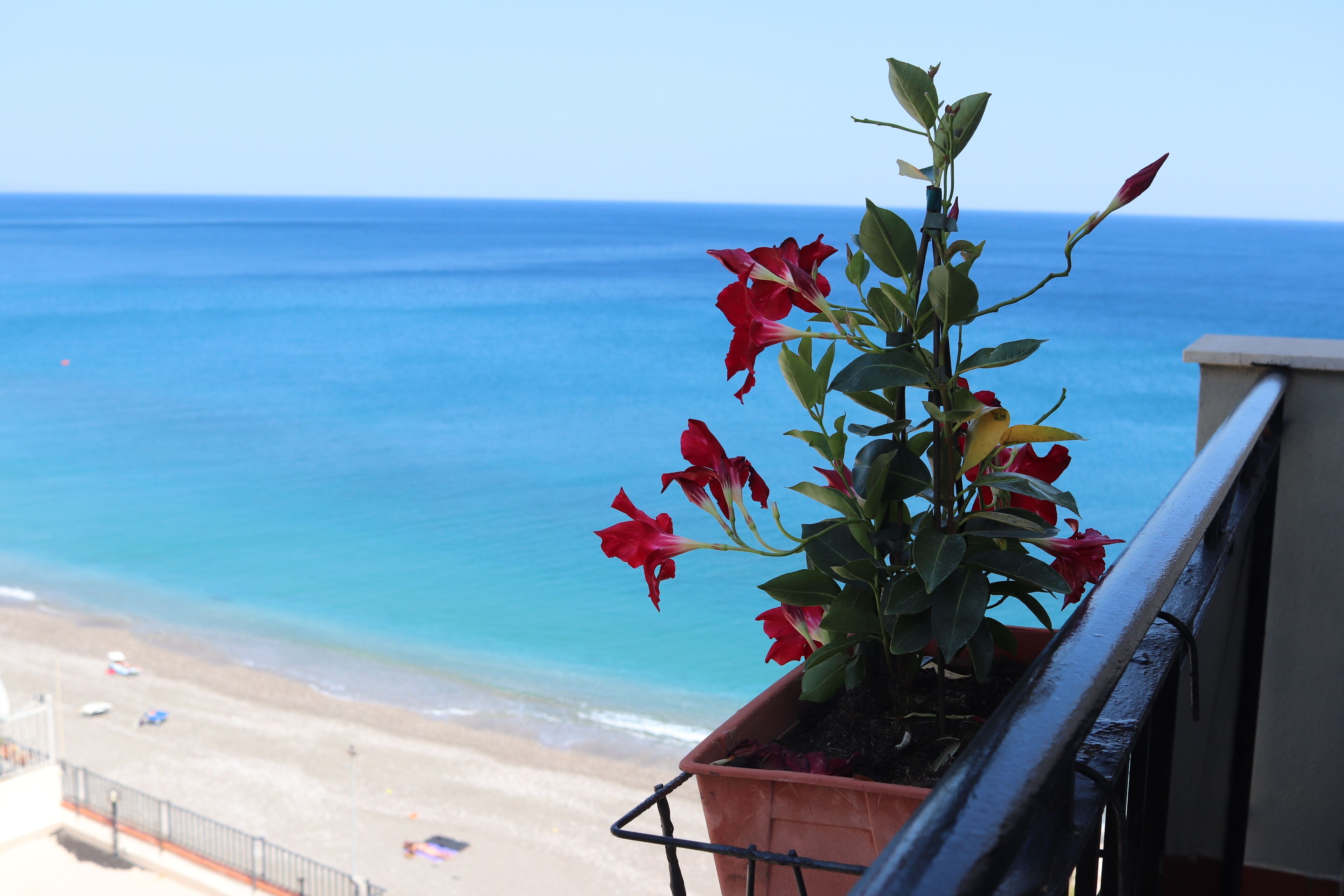 Un balcó amb una planta en test i vista a la platja i l'oceà.