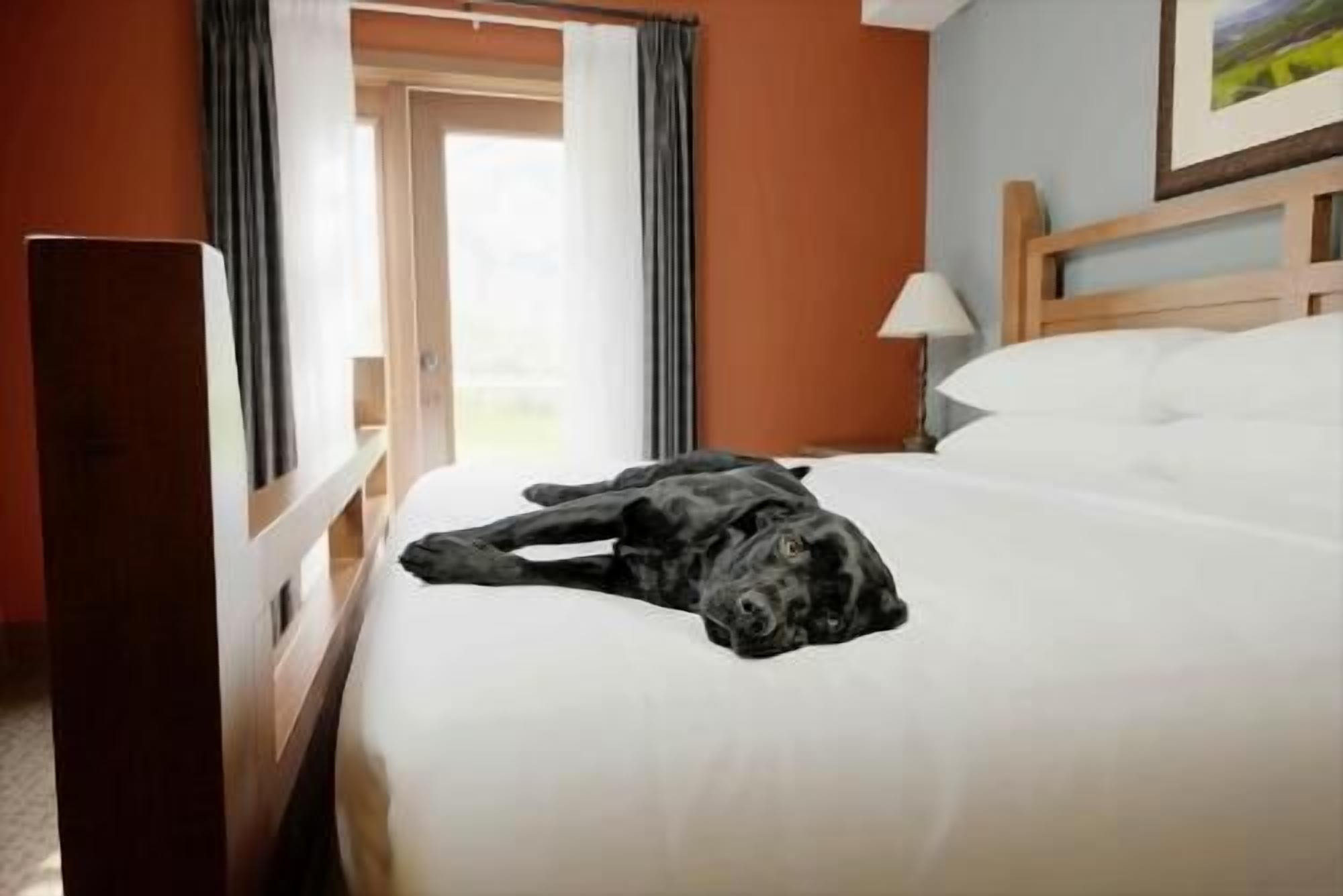 Premium bedding, in-room safe, desk, soundproofing