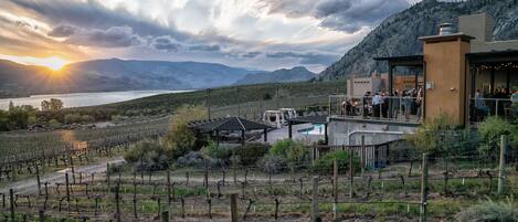 A vineyard with rows of grapevines, a pool, and a building with outdoor seating.