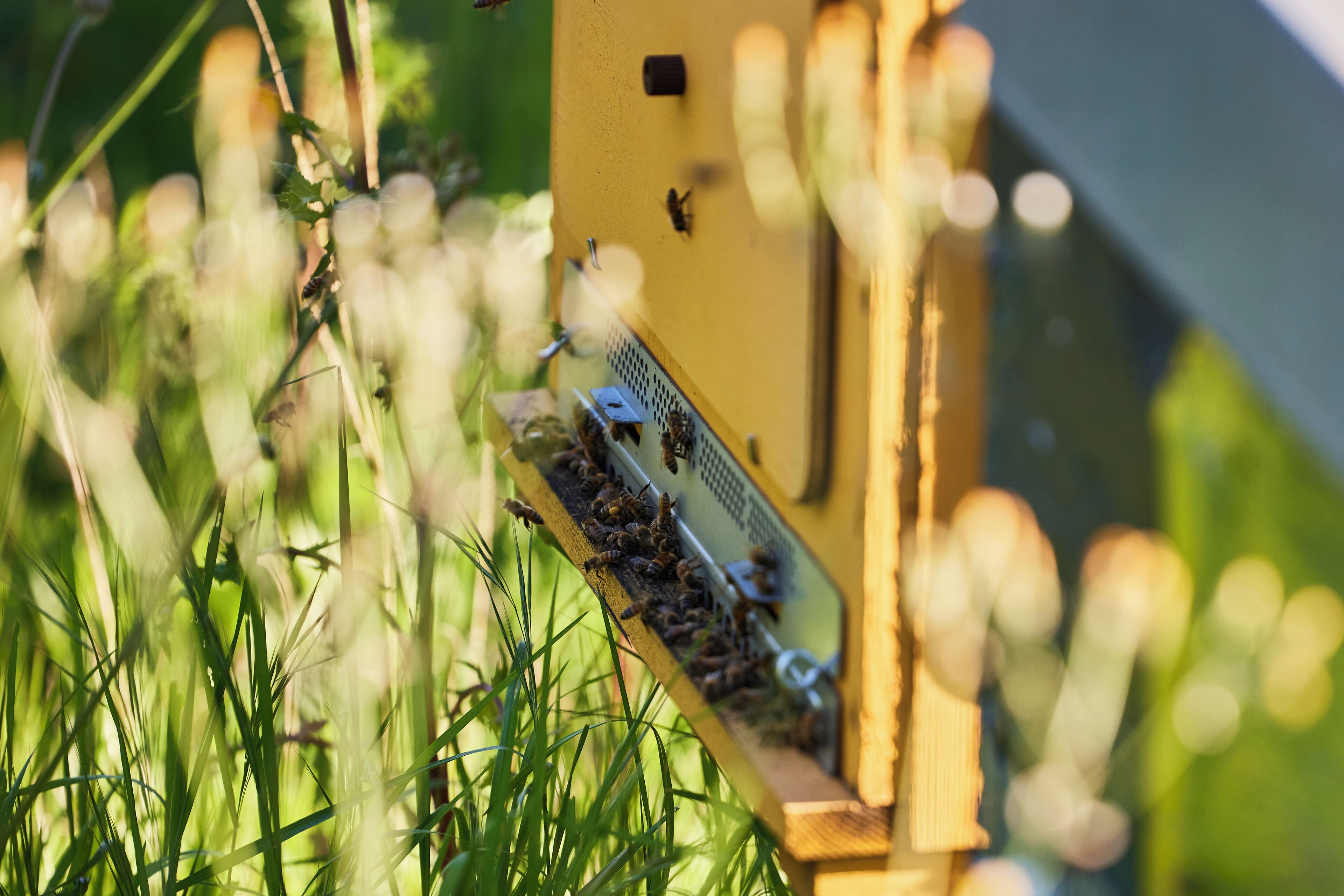 A close-up of a beehive with bees on a yellow structure surrounded by green grass.