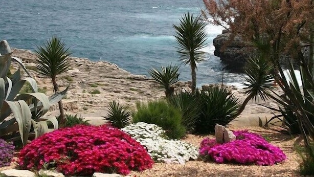 A coastal garden with various plants and flowers, a rocky shoreline, and the ocean in the background. - Apartamentos Parque Mar (Santanyi)