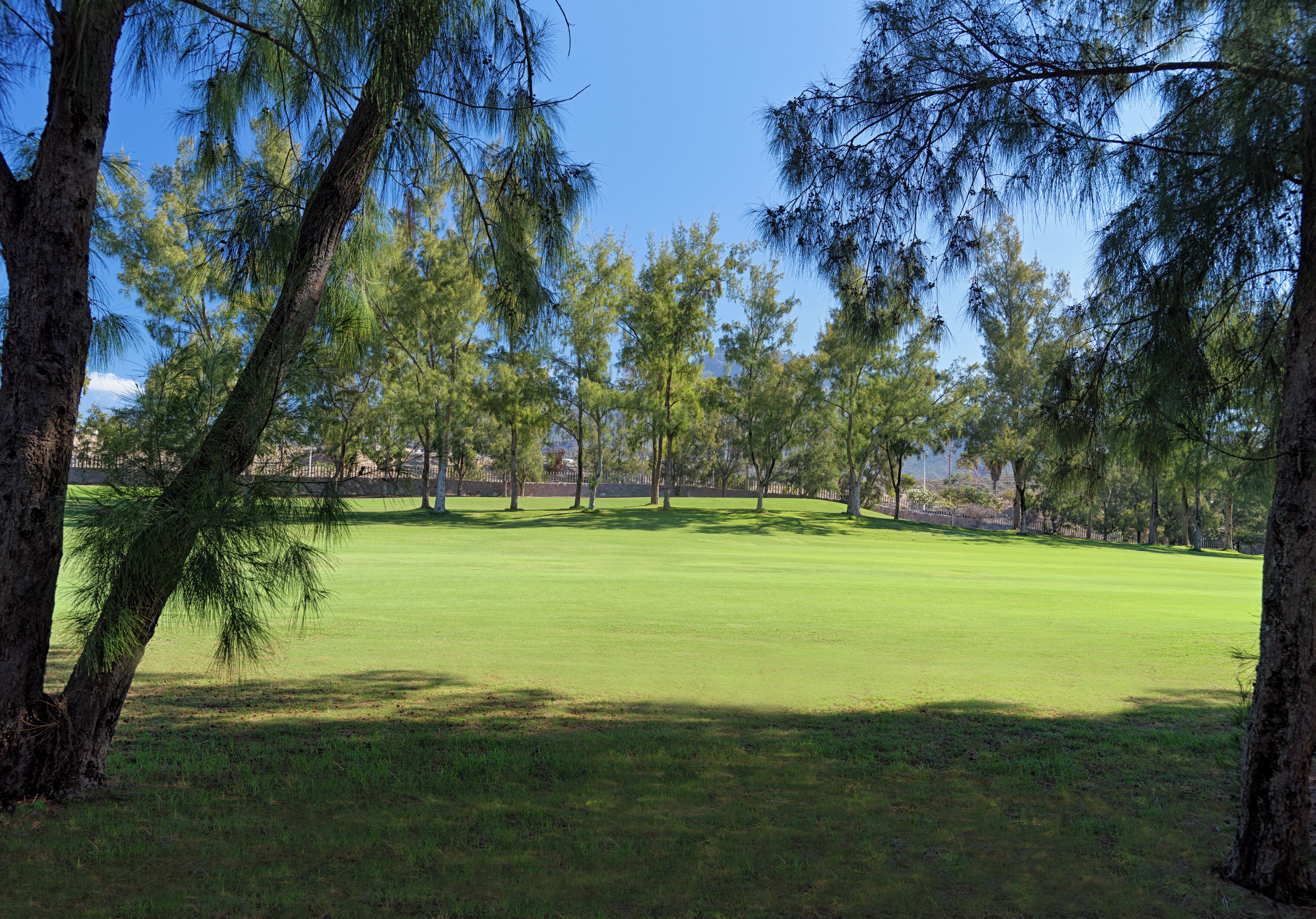 A golf course with a well-maintained green, surrounded by tall pine trees.
