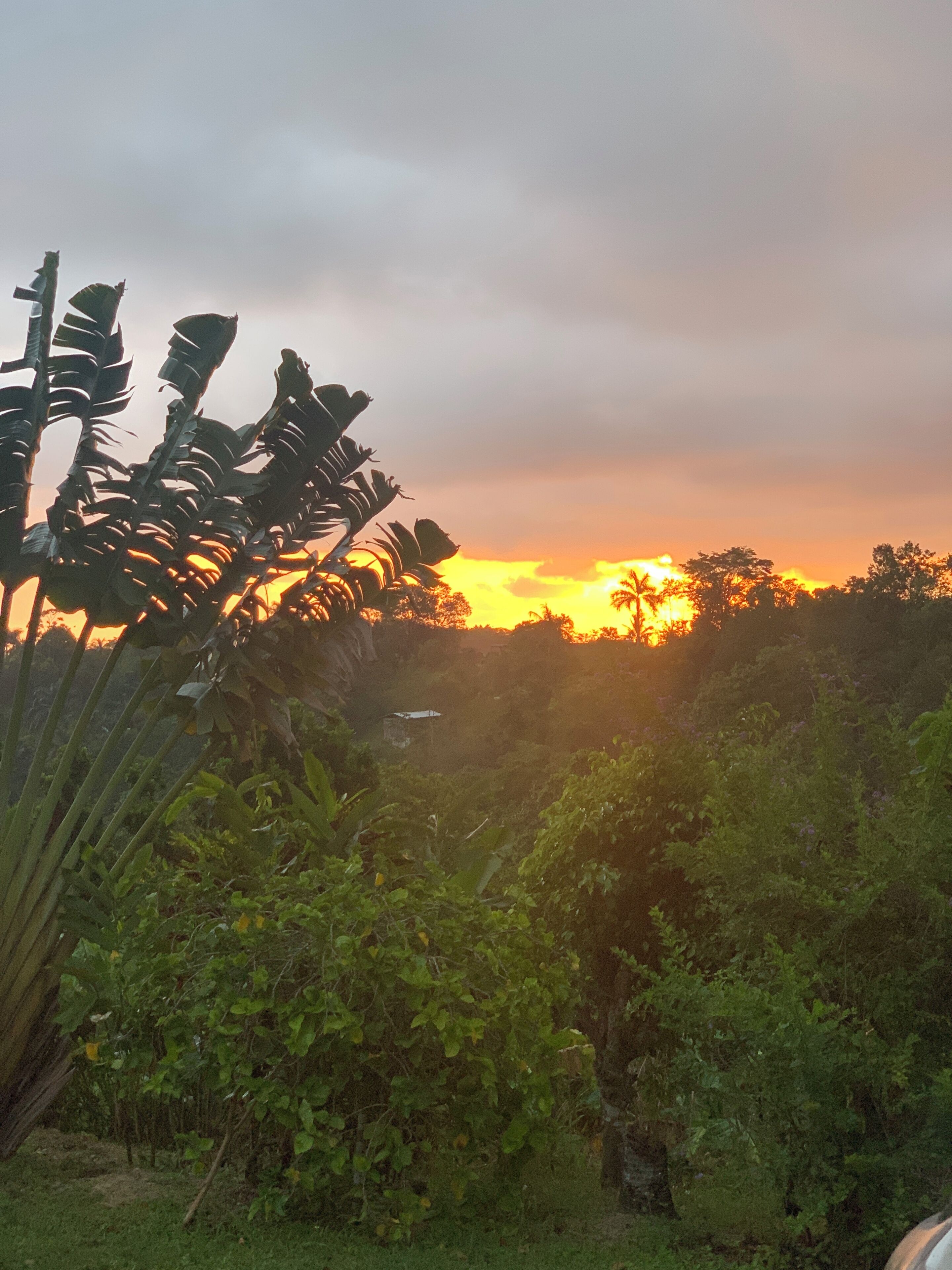 A sunset over a lush landscape with dense vegetation and a clear sky.