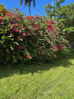 Exterior - Teresinajamaica (St. Ann's Bay)