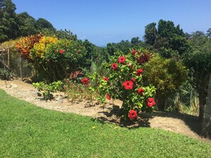 Garden - Teresinajamaica (St. Ann's Bay)