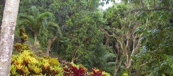 Teresinajamaica