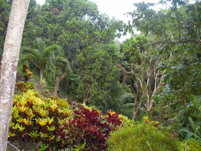 Teresinajamaica