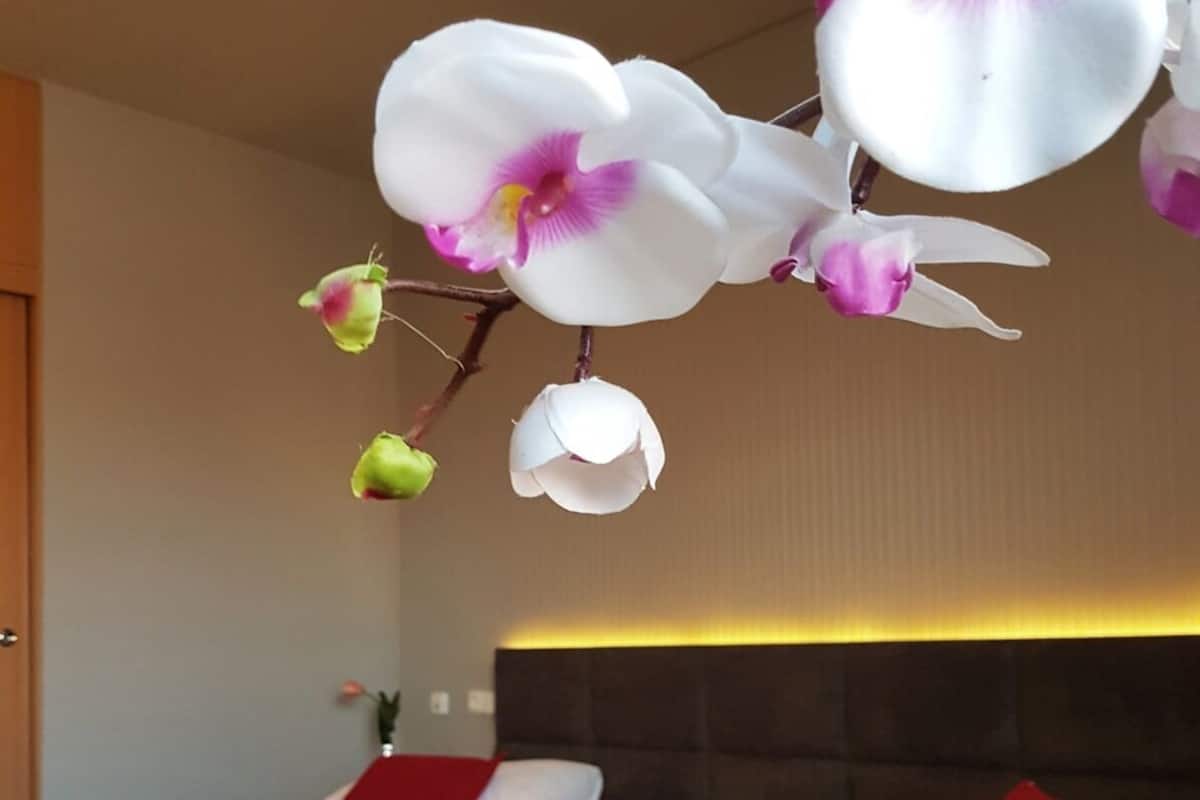 A hotel room with two beds, a dark headboard, and hanging orchids.