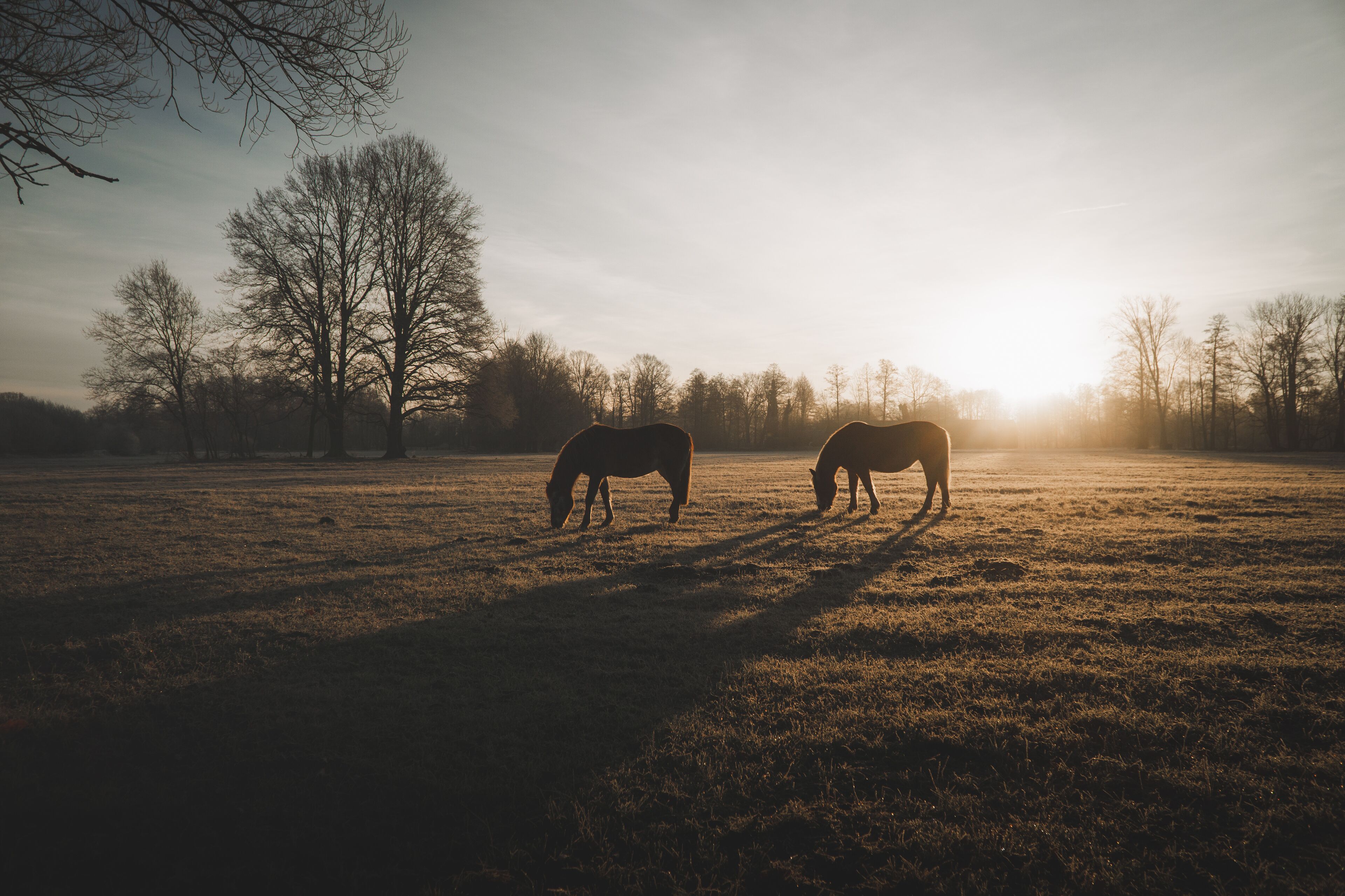 Dos caballos pastando en un campo con árboles al fondo.