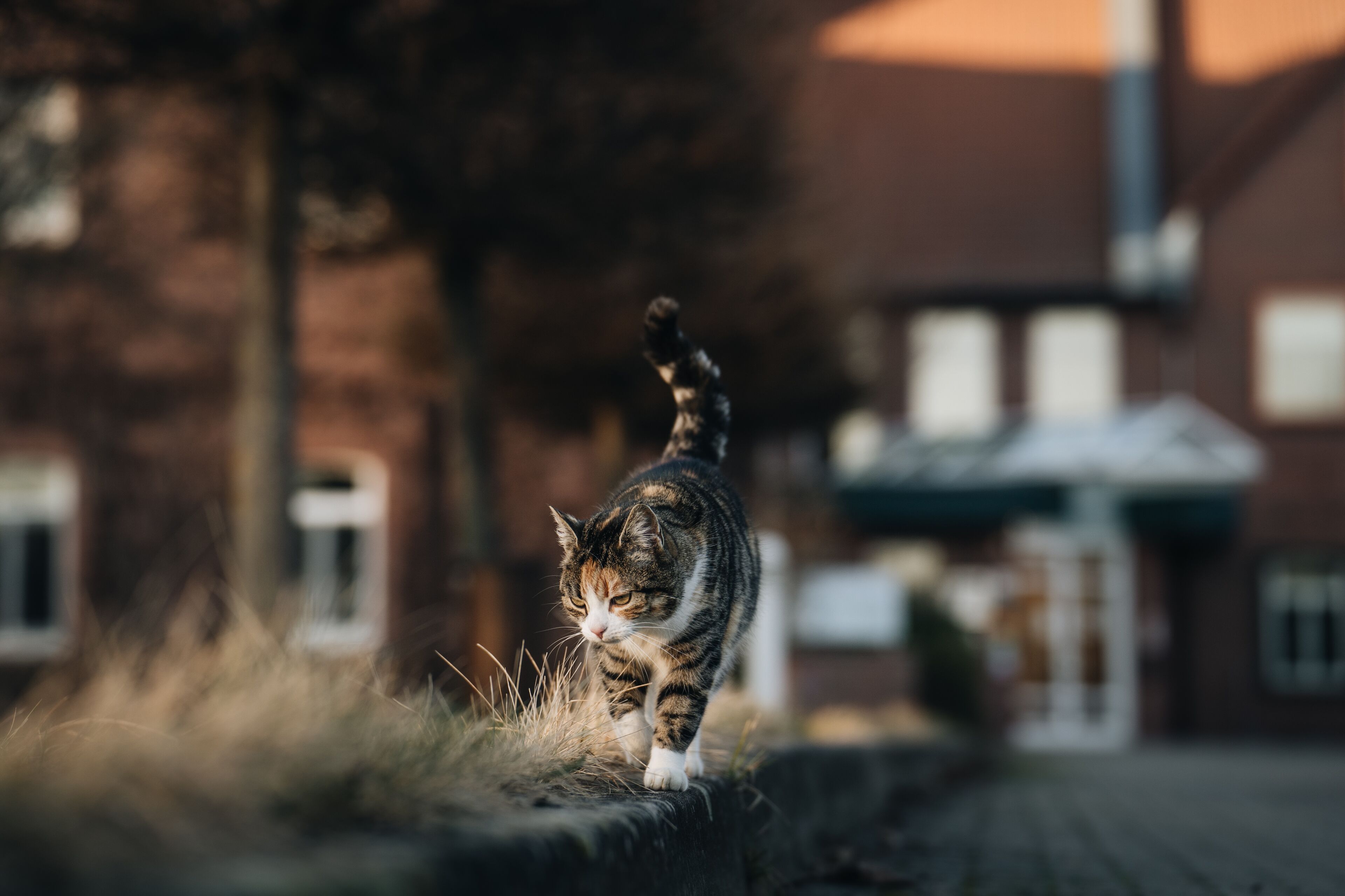A cat walking on a stone ledge with buildings in the background.