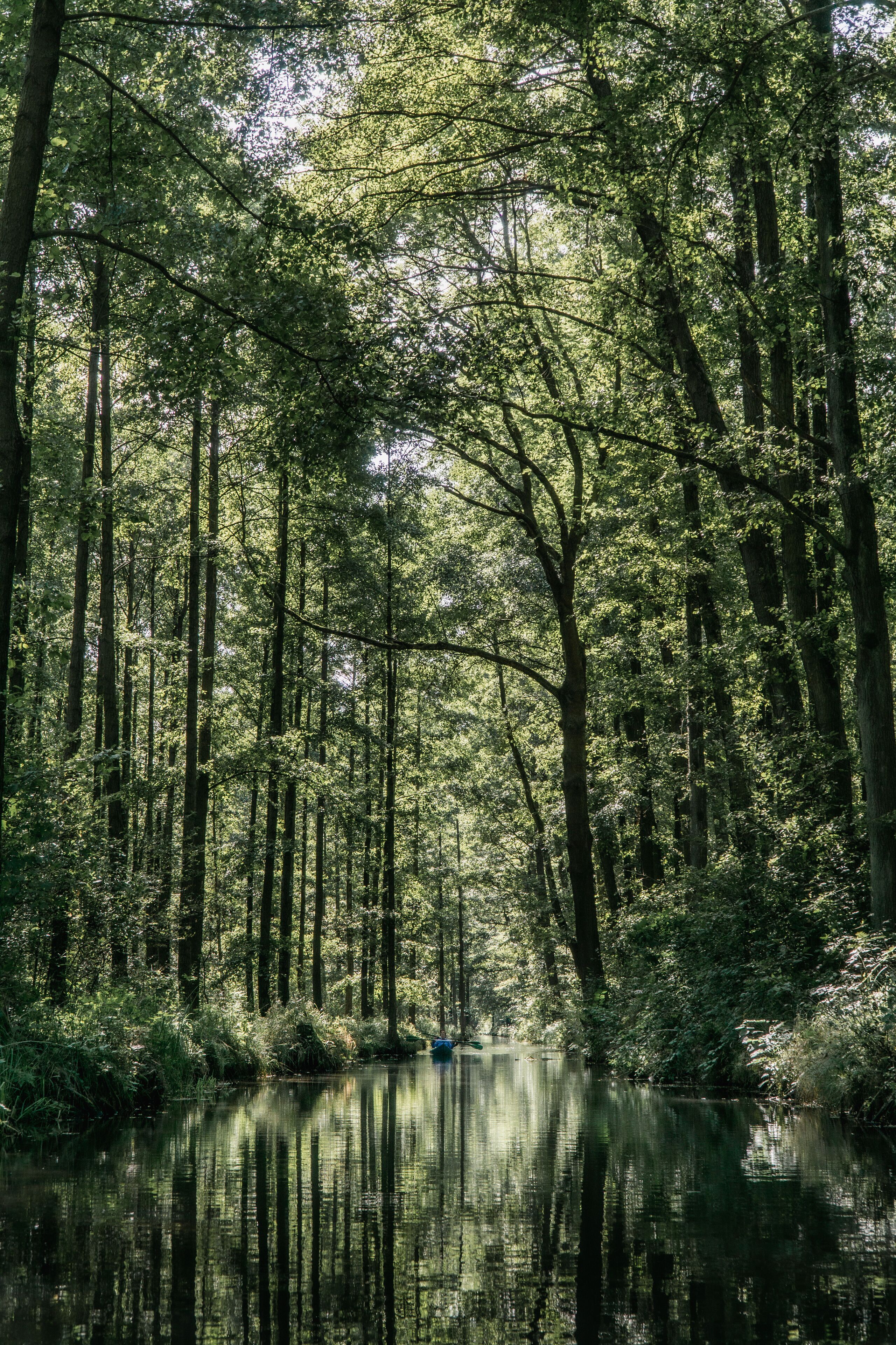 Une forêt dense, avec de grands arbres et une rivière paisible qui reflète le paysage verdoyant.