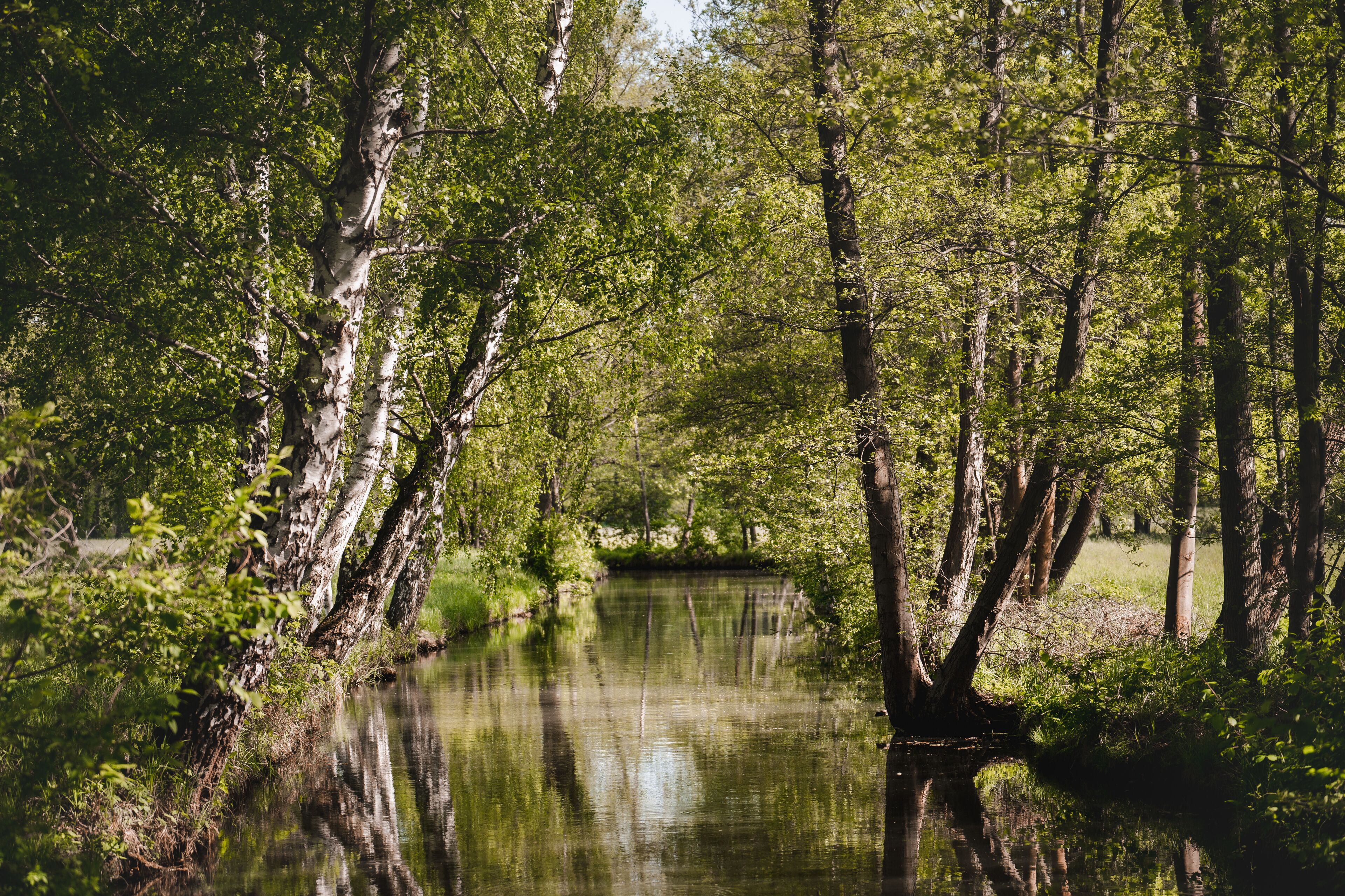 Une zone boisée paisible, traversée par une rivière aux eaux calmes où se reflètent les arbres.