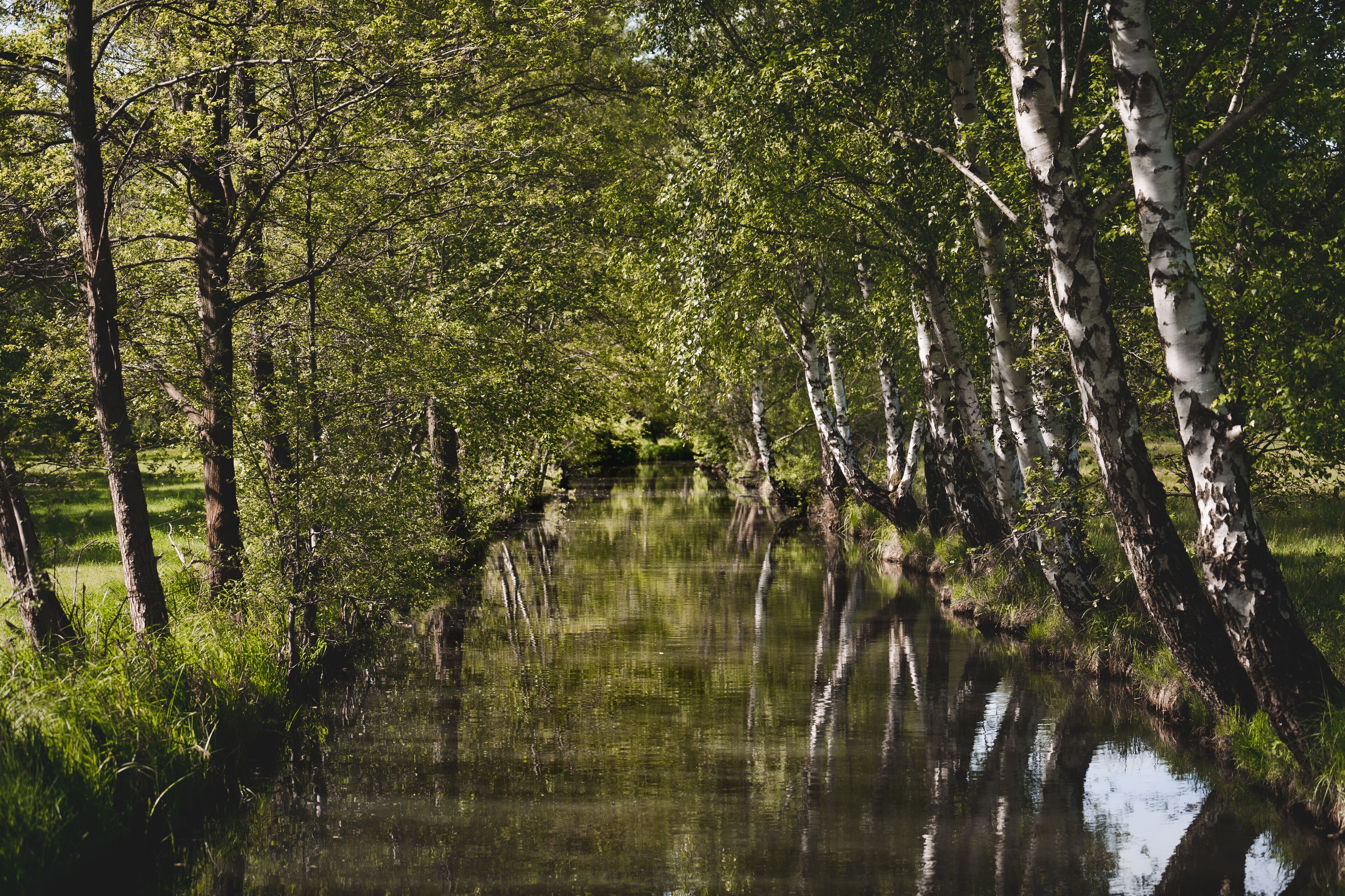 A serene river surrounded by birch trees.