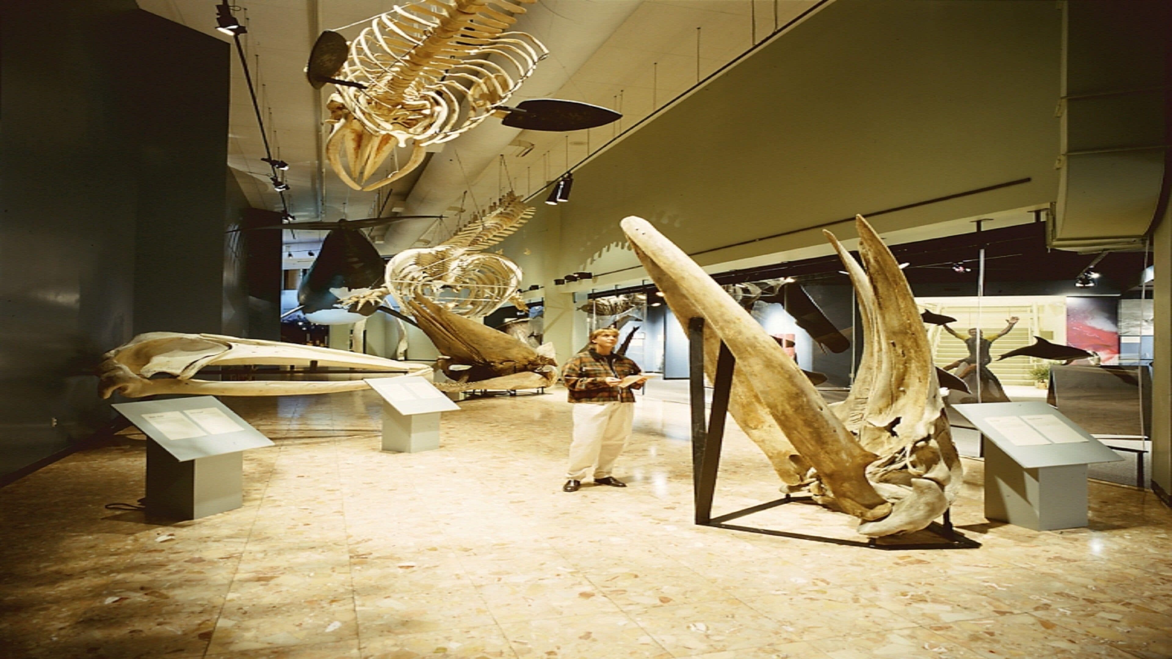 A museum interior with skeletal displays and informational plaques.