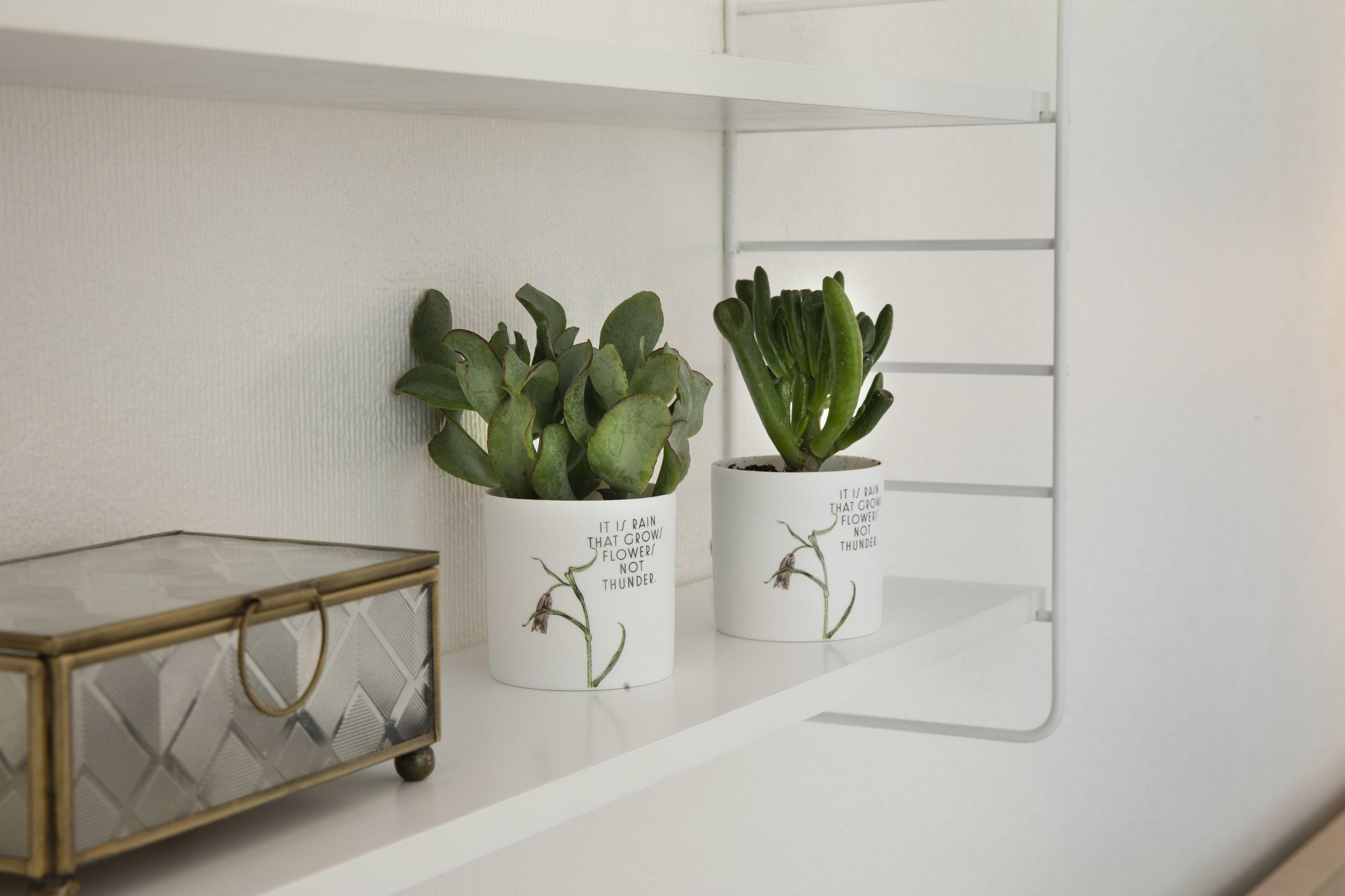 Two potted plants on a white shelf with a glass cabinet below.