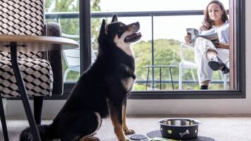 A dog sitting by a window with a bowl and a toy on the floor.
