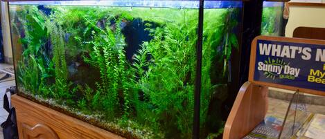 Ett stort akvarium med olika vattenväxter och ett träskåp under.