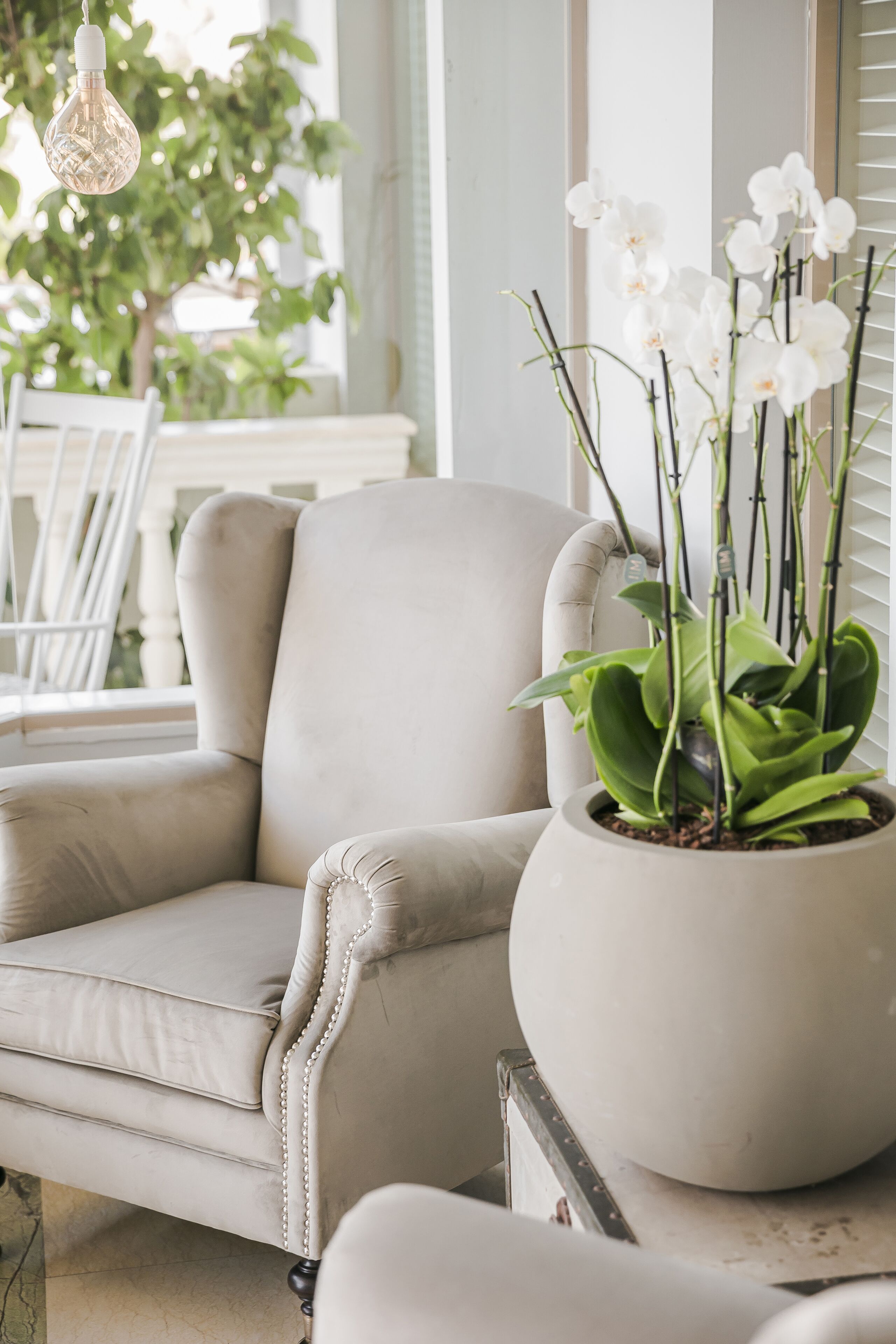 Un sillón color beige con una orquídea en maceta a su lado.