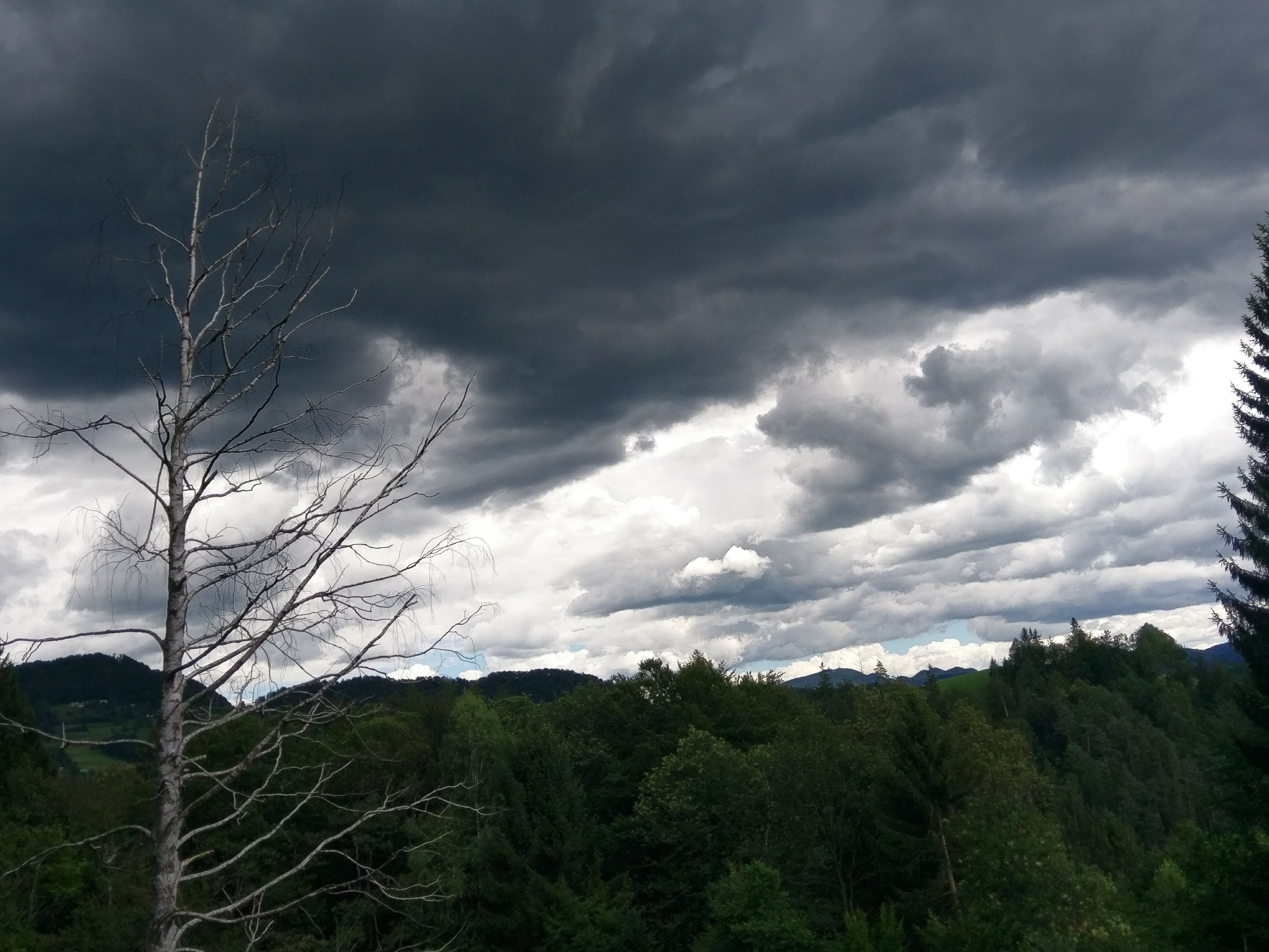 A landscape with a tree in the foreground and a forested hill in the background under a cloudy sky.