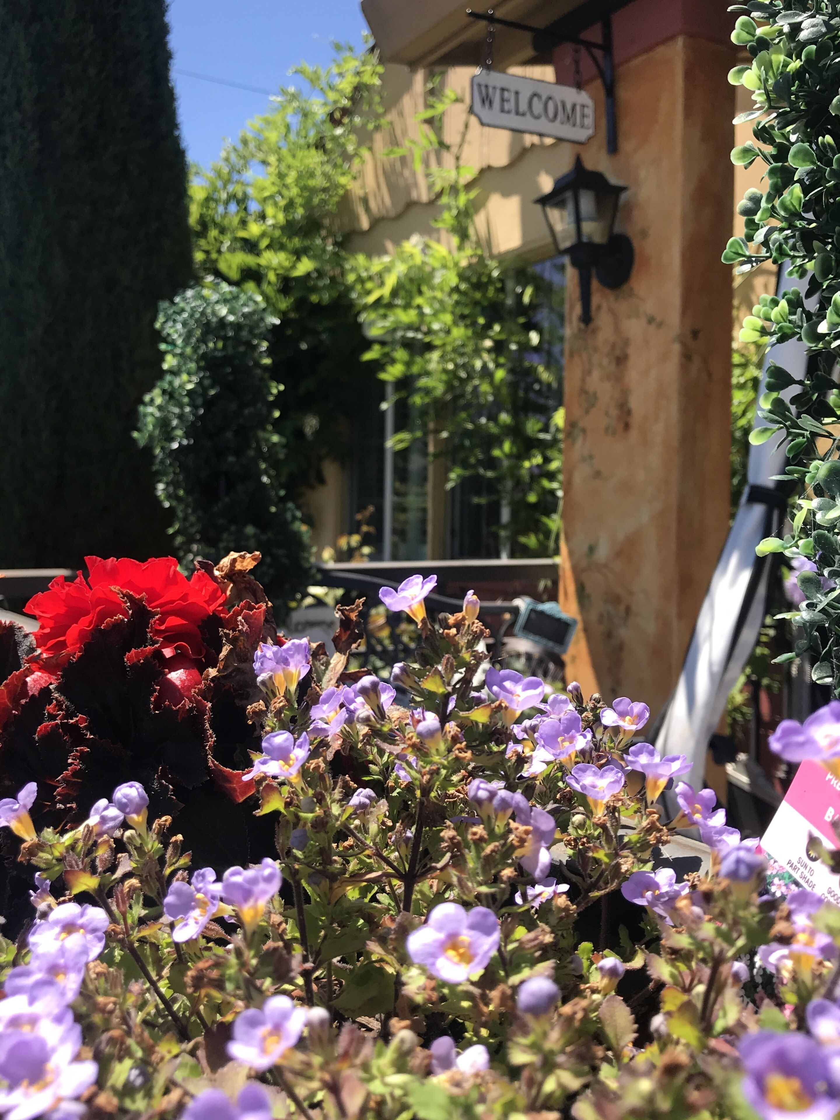 A building entrance with a 'WELCOME' sign, a red flower, and purple flowers in the foreground.