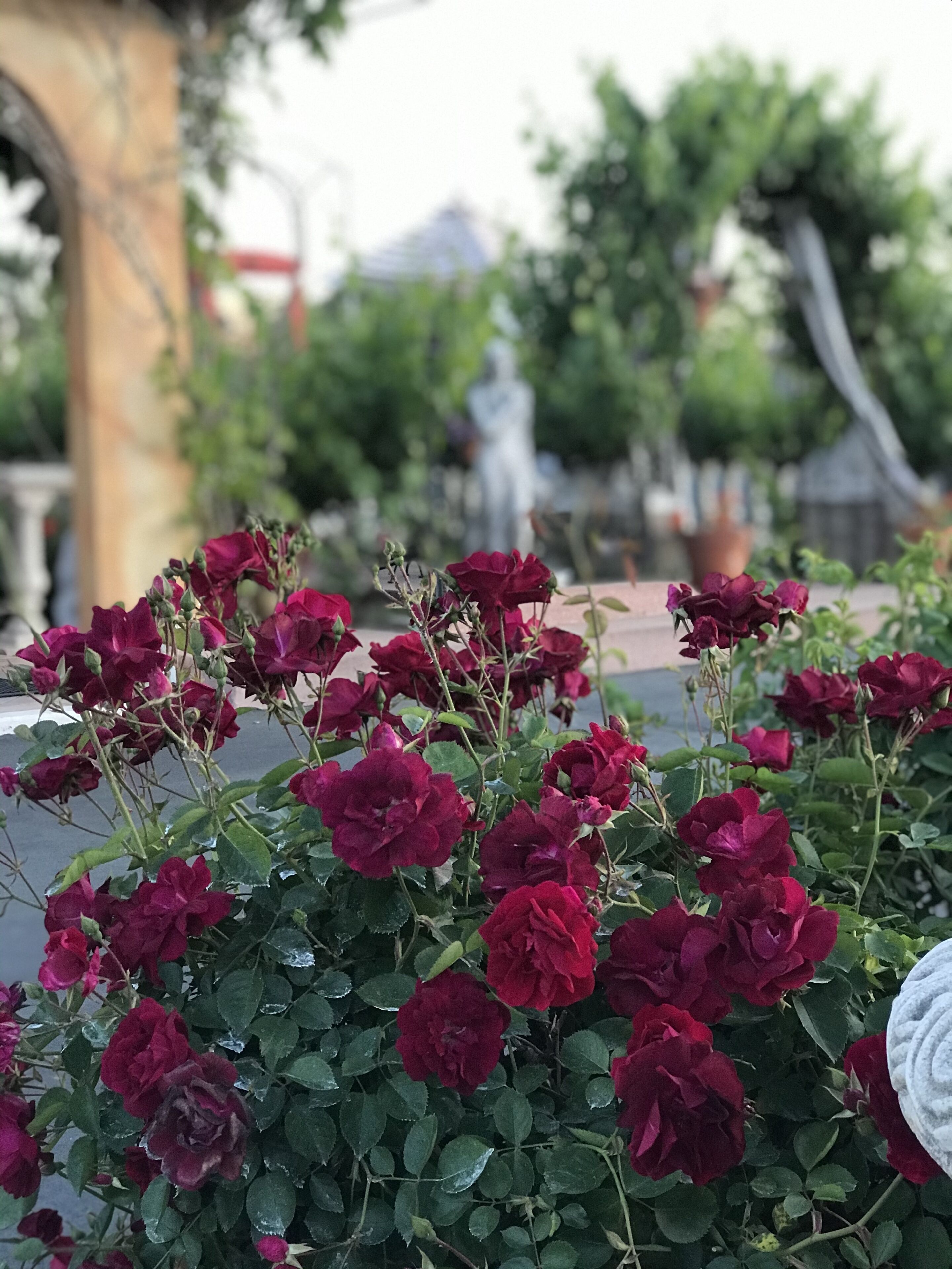 Un jardin avec des roses rouges et une statue en arrière-plan.