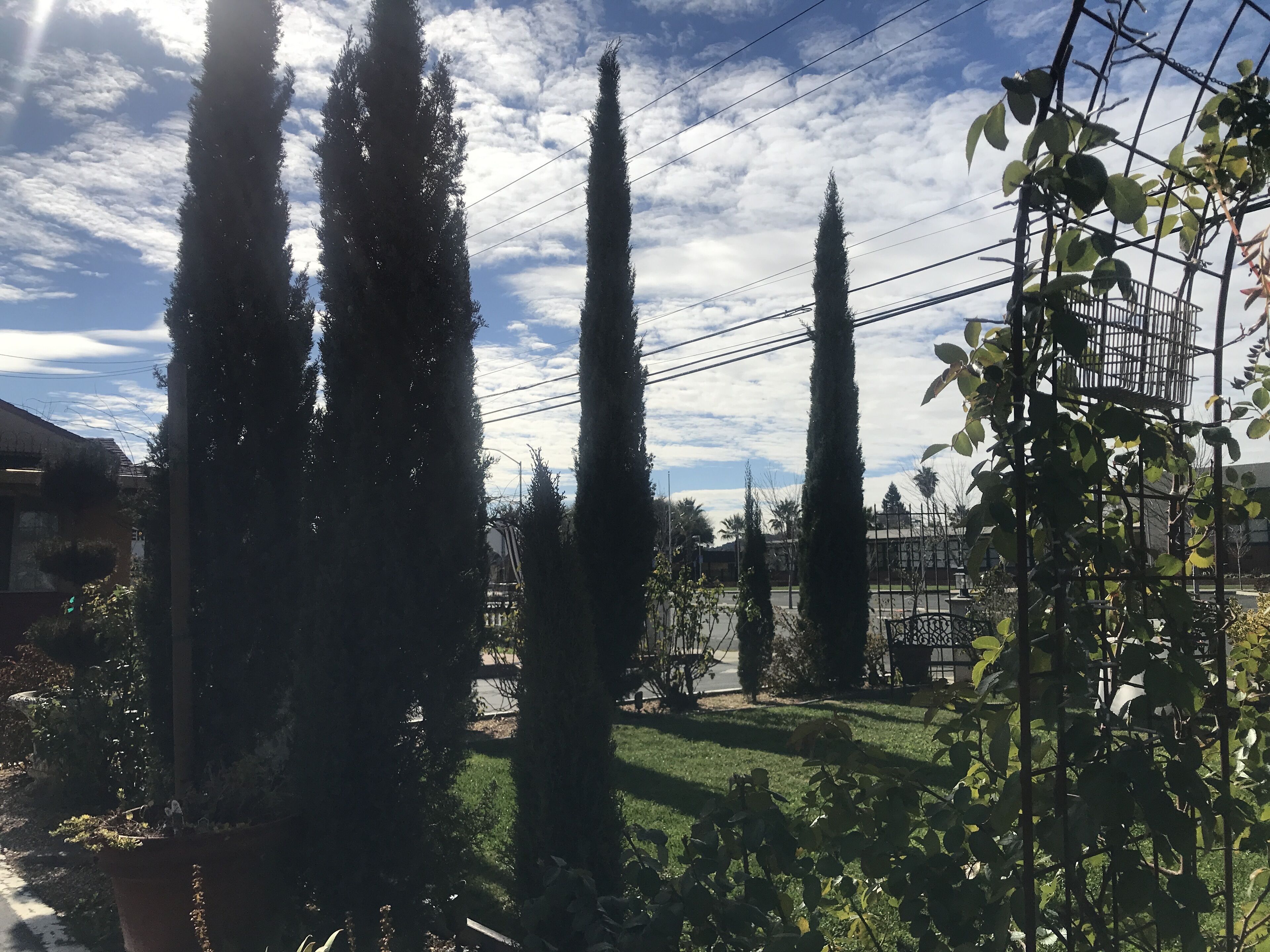 A garden with tall, slender trees and a metal trellis with climbing plants.