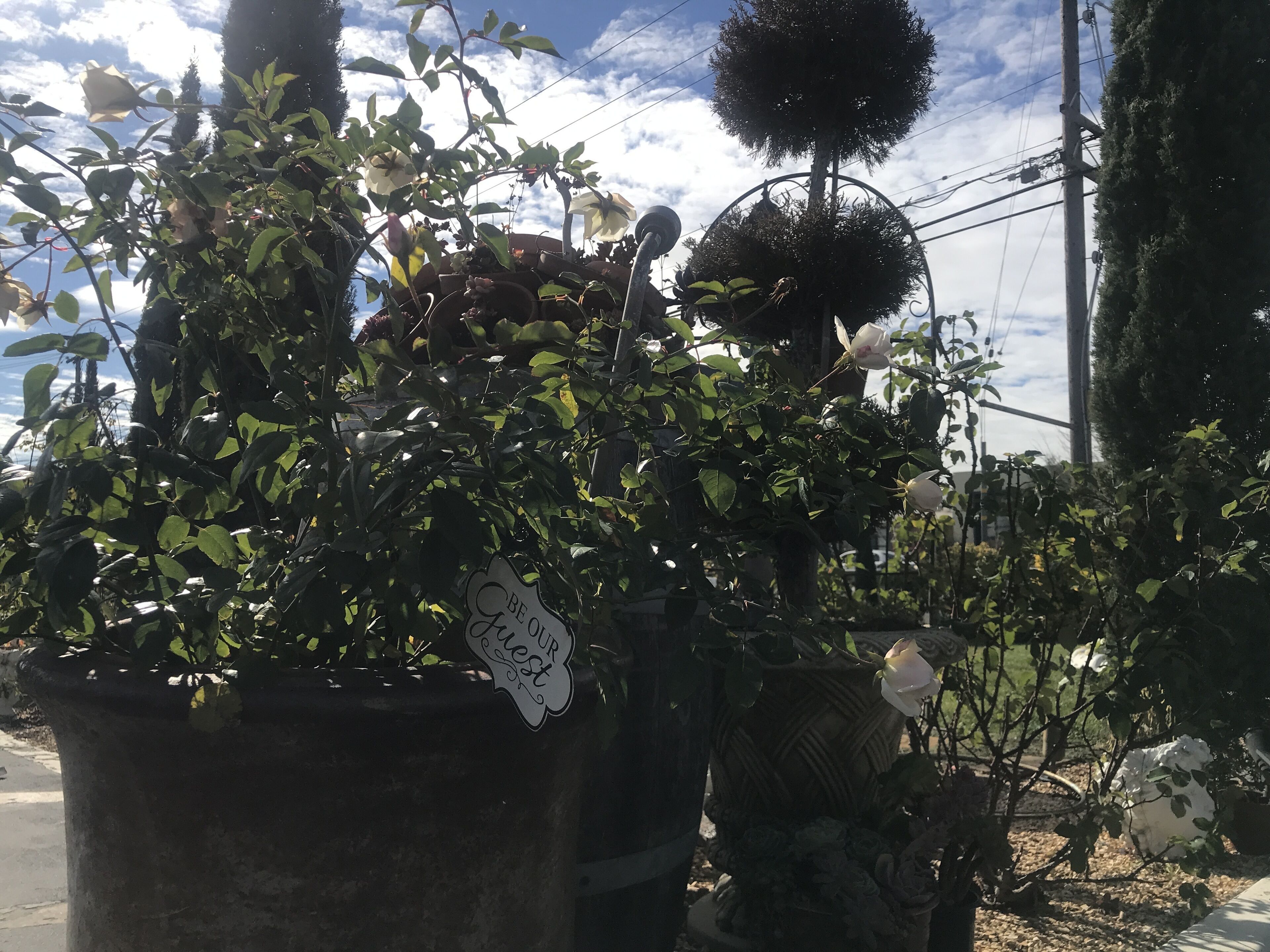 Un jardín con plantas en macetas y una estructura metálica decorativa.