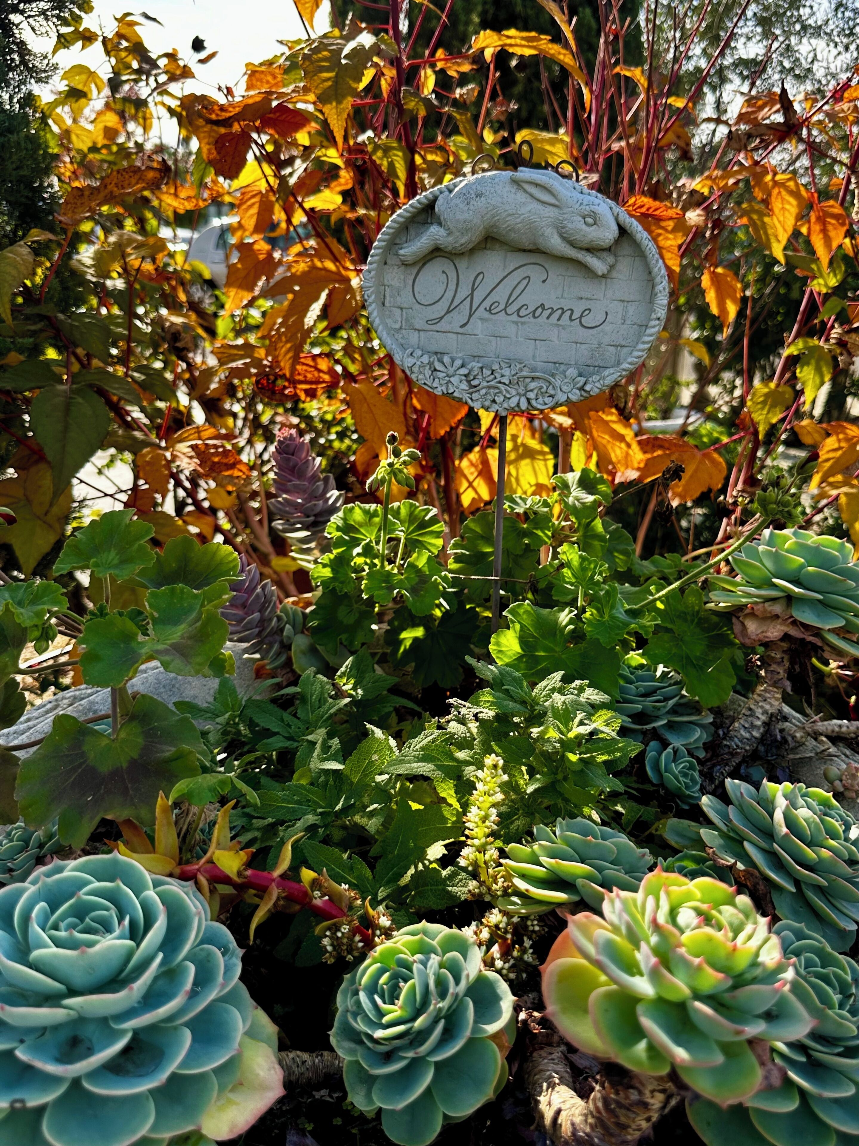 Een tuin met een 'Welcome' bord, omringd door verschillende planten en vetplanten.
