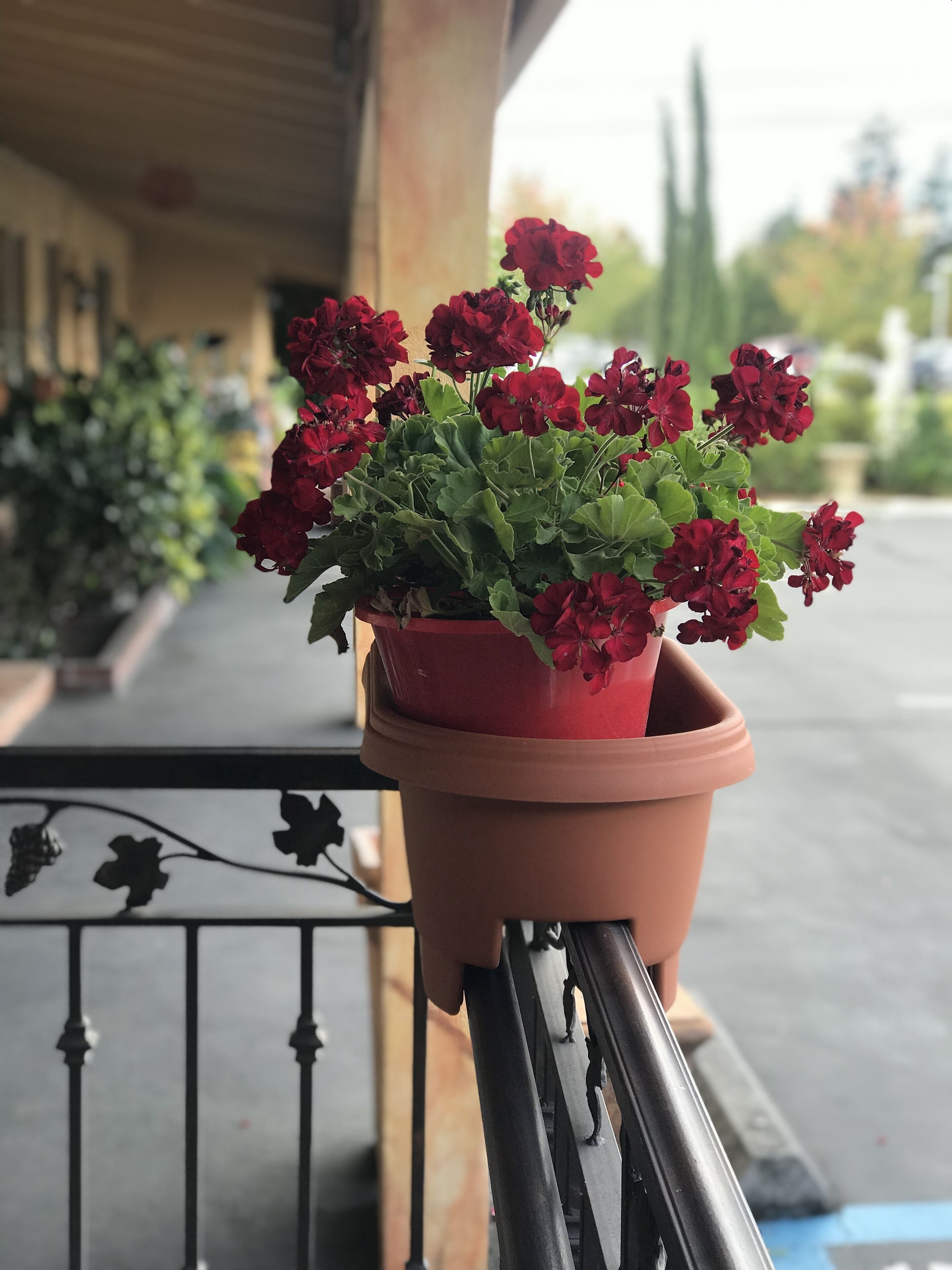 A terracotta pot with red flowers on a balcony railing.