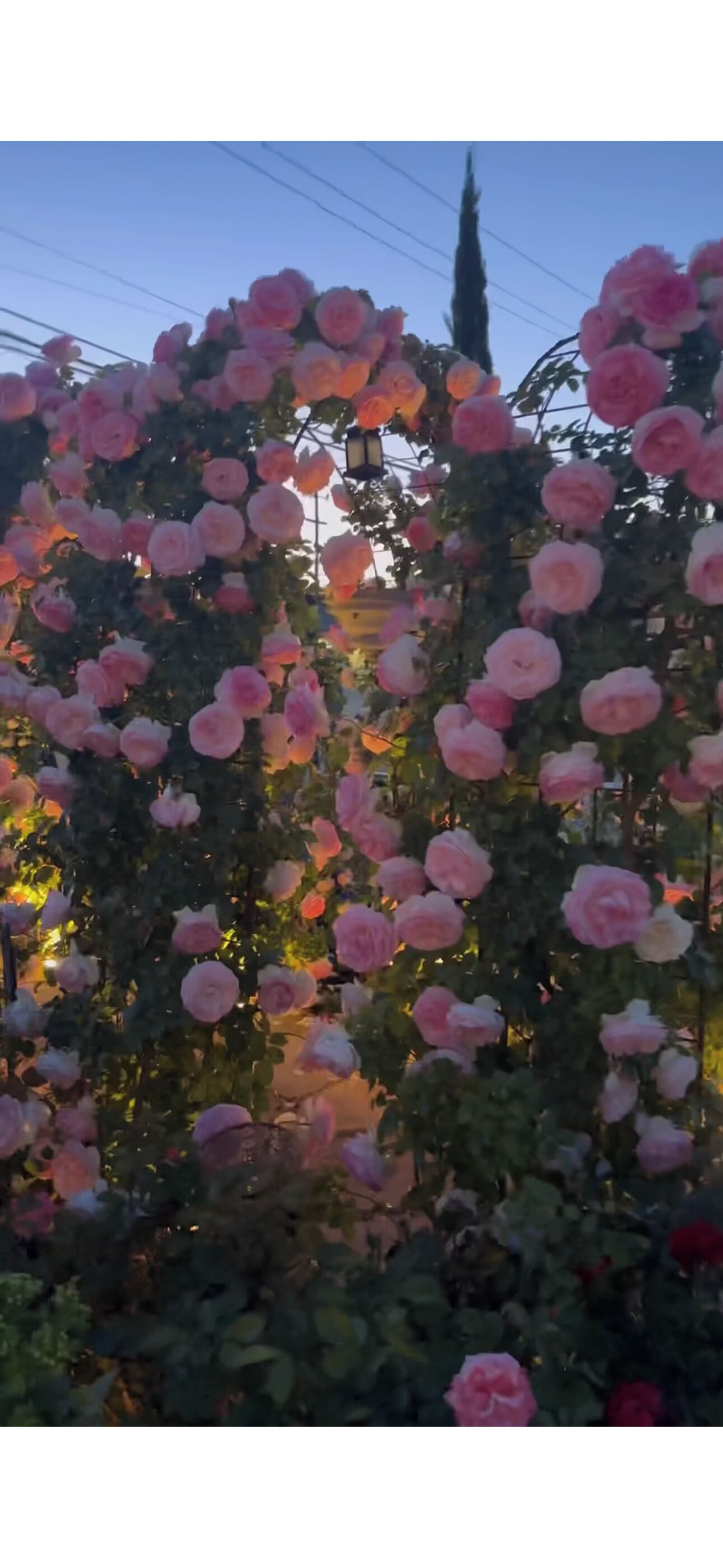 Un giardino con cespi fitti di rose rosa.