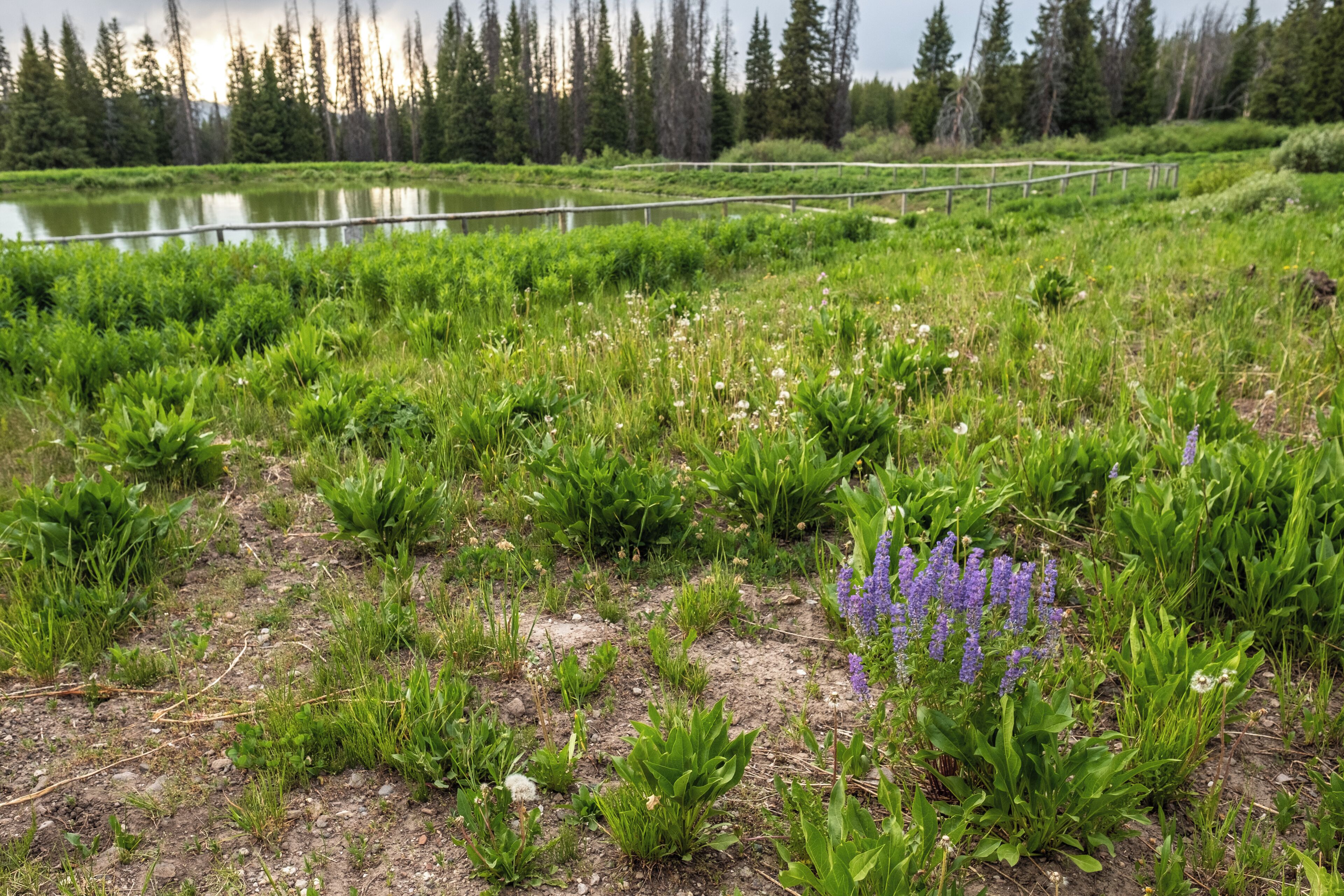 A natural landscape with a pond, dense greenery, and a wooden fence.