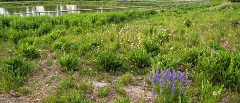 A natural landscape with a pond, dense greenery, and a wooden fence.