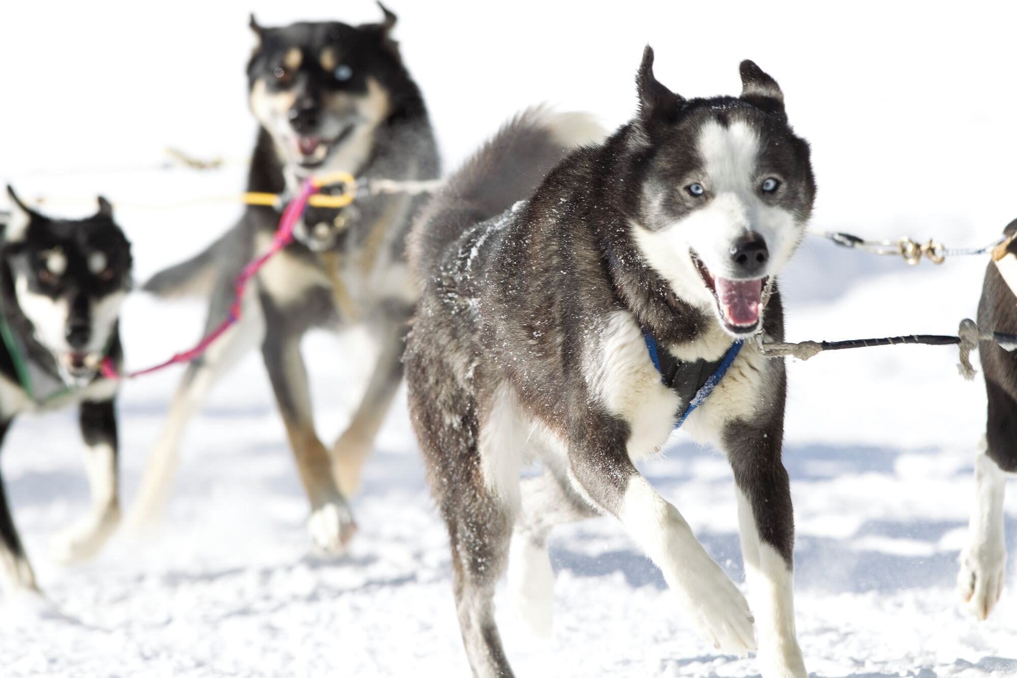 A group of huskies pulling a sled in a snowy environment.