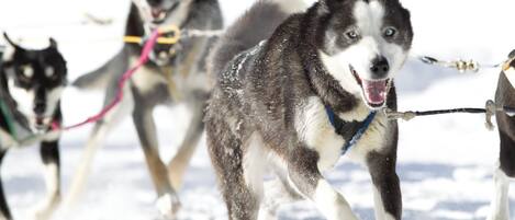 A group of huskies pulling a sled in a snowy environment.