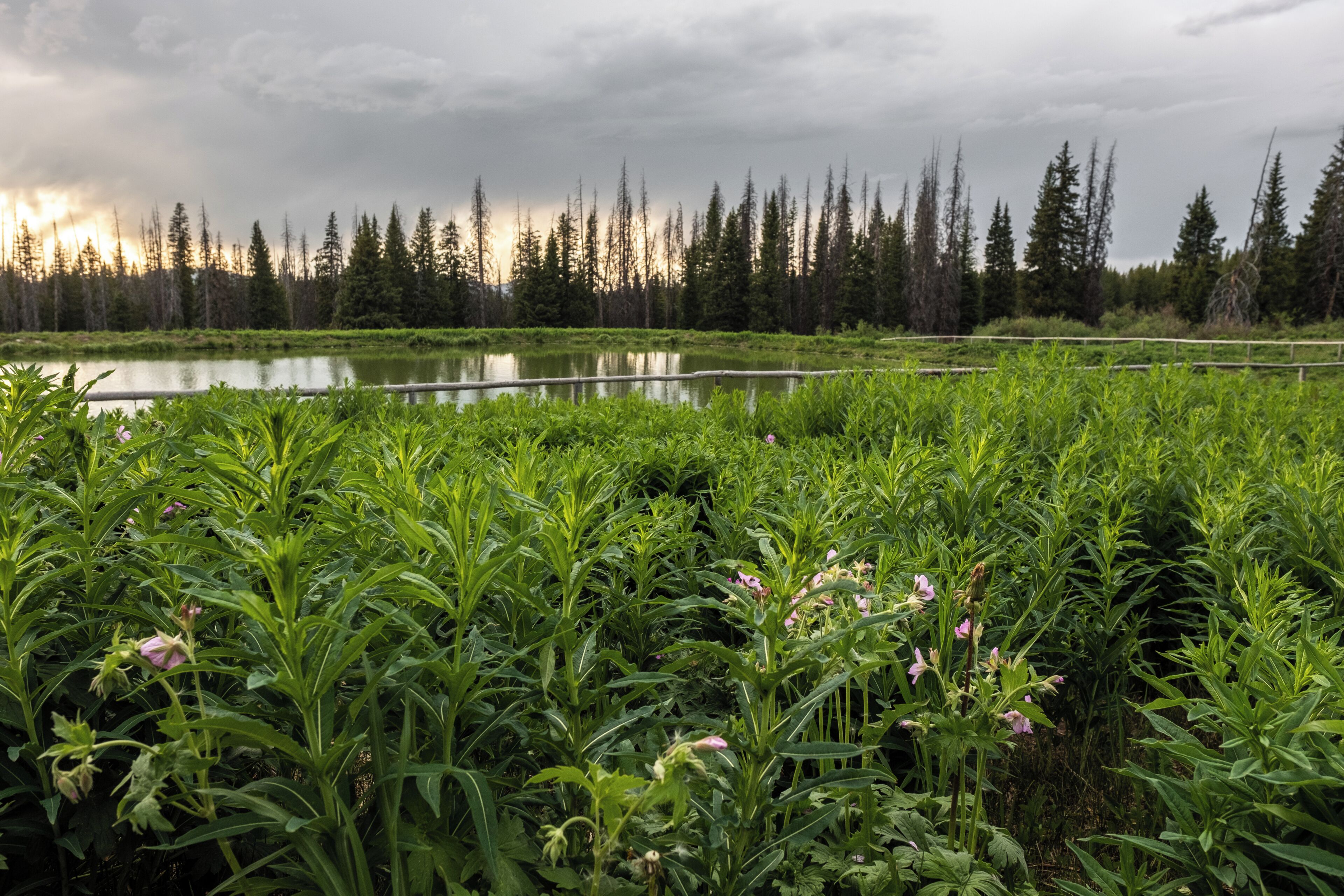 A natural landscape with a pond, dense greenery, and a forest in the background.