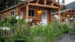 A wooden cabin with a porch, surrounded by dandelions and greenery.
