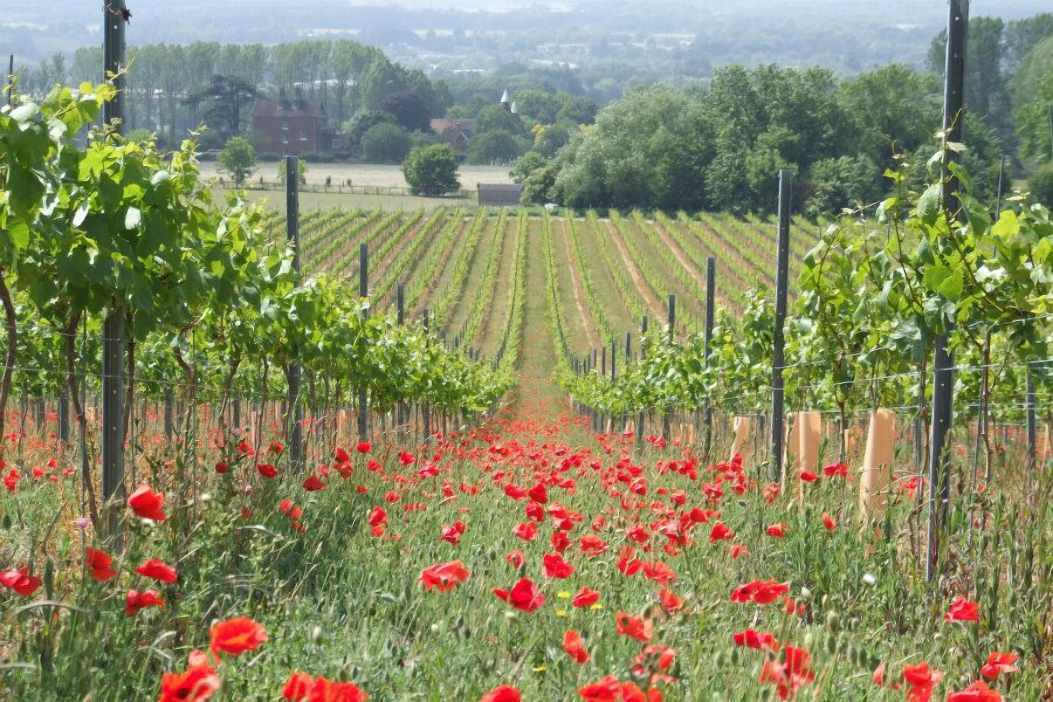A vineyard with rows of grapevines and red poppies in the foreground.