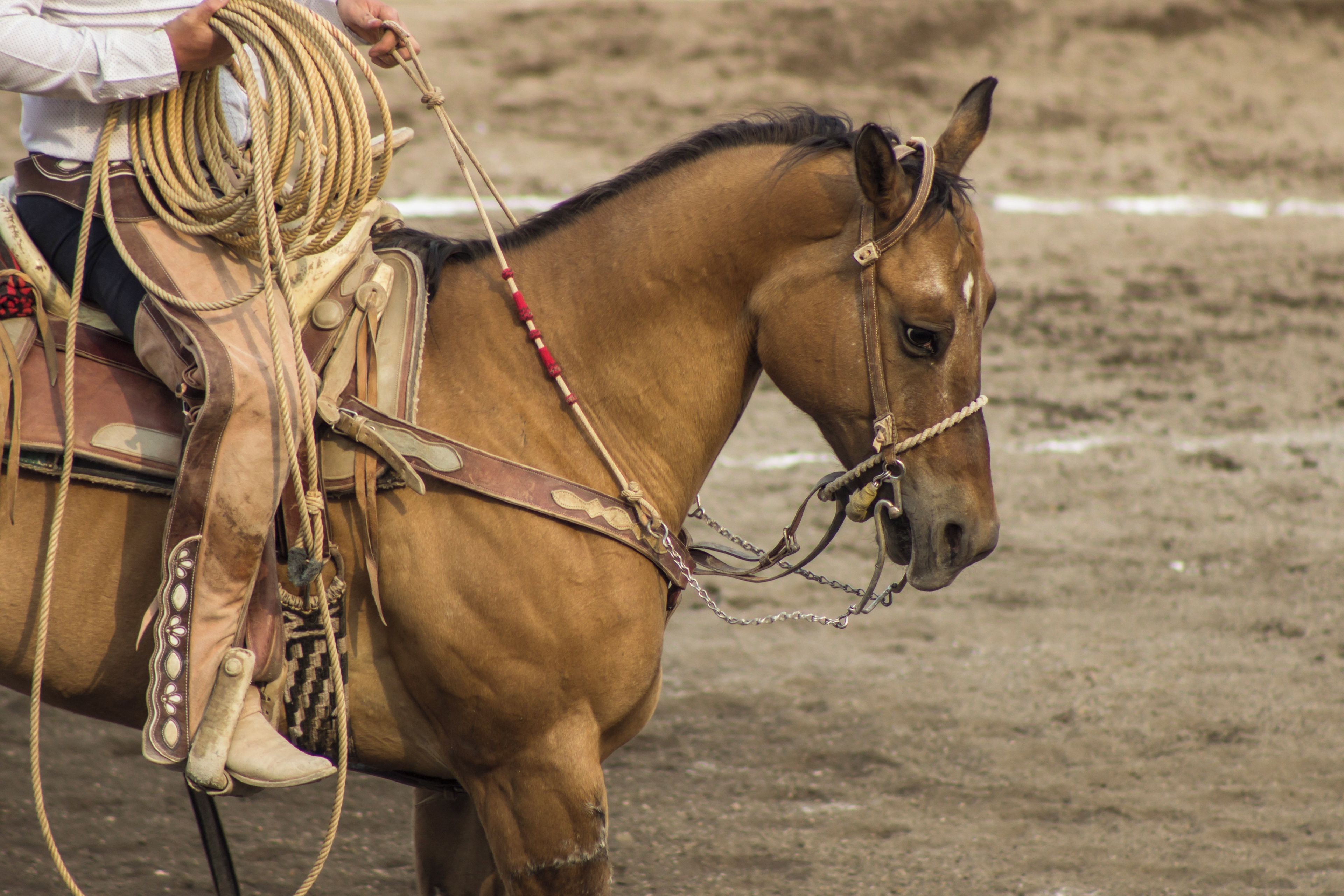 A person riding a horse with a rope and a bridle.