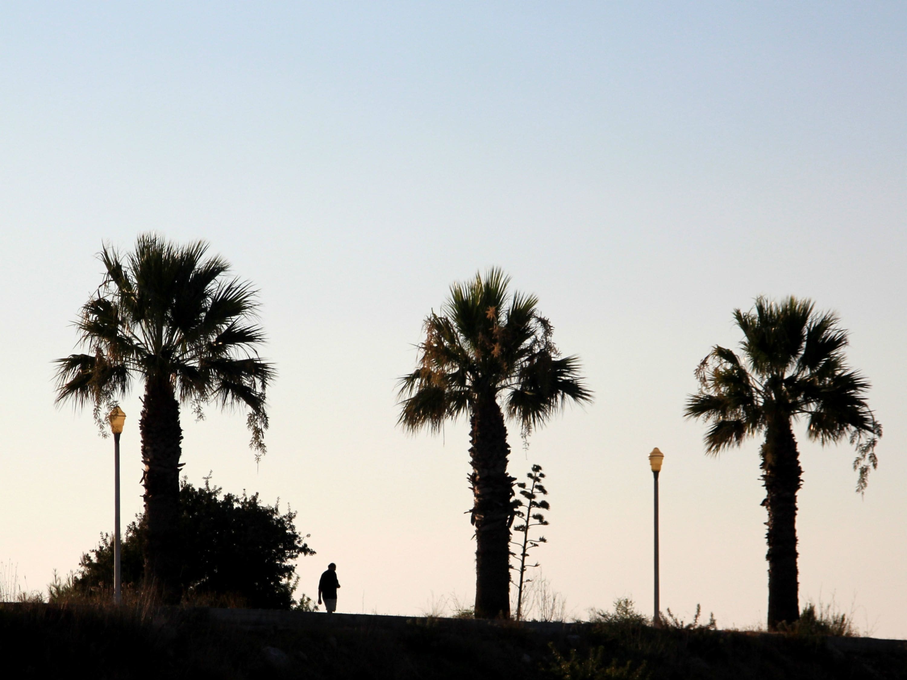 A silhouette of three palm trees with a person walking between them.