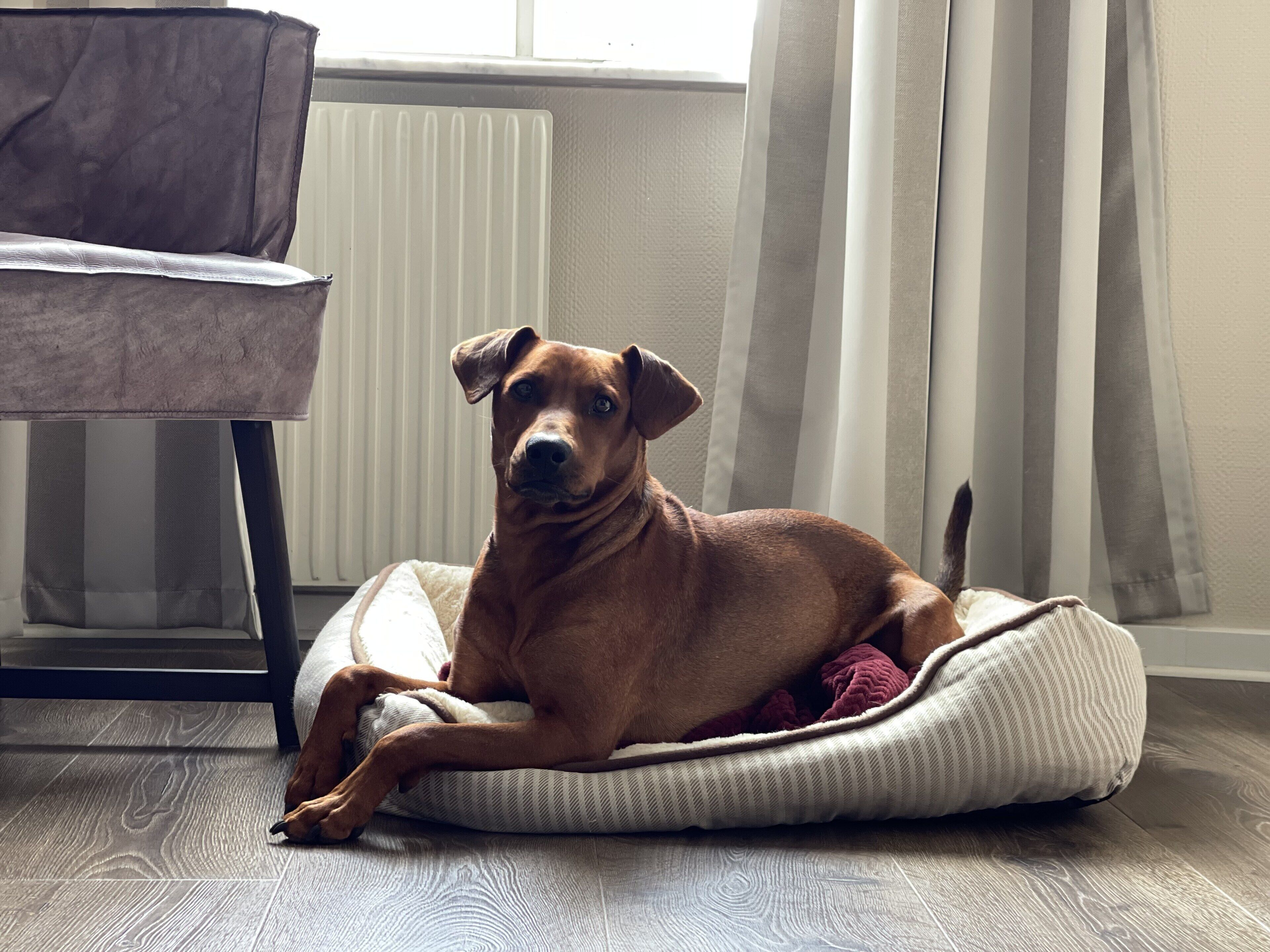 superior room, 2 single beds, non smoking | 1 bedroom, individually decorated, individually furnished, desk