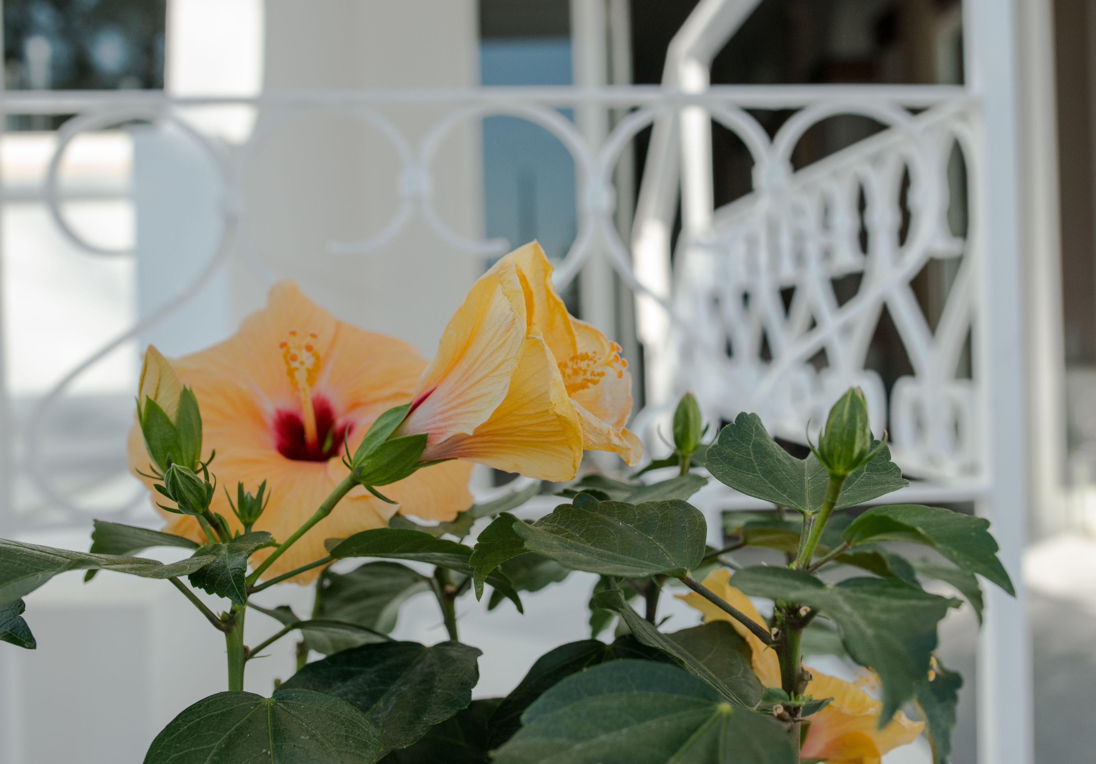 Foto - Hotel Continental